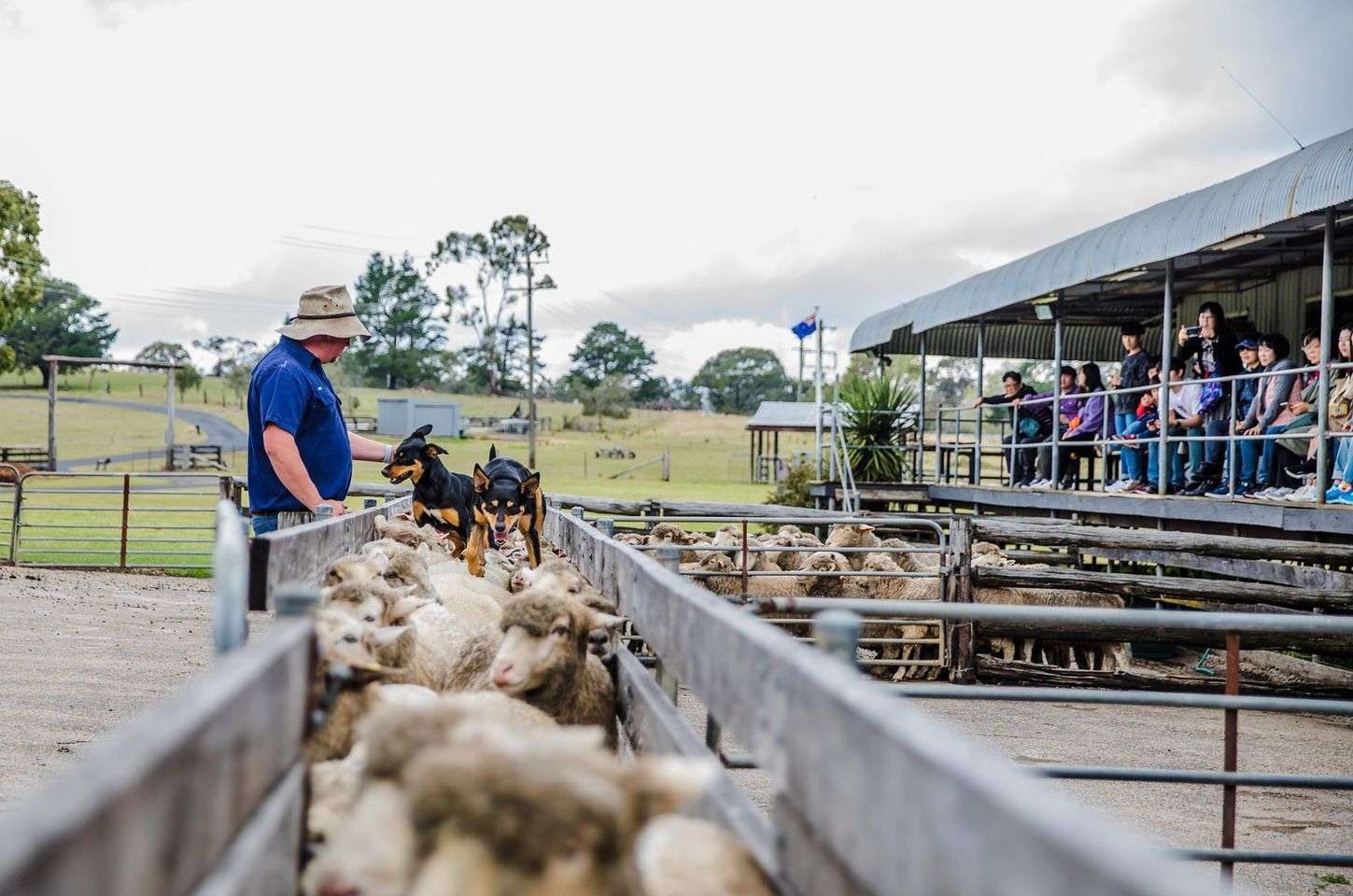 Tobruk Sheep Station