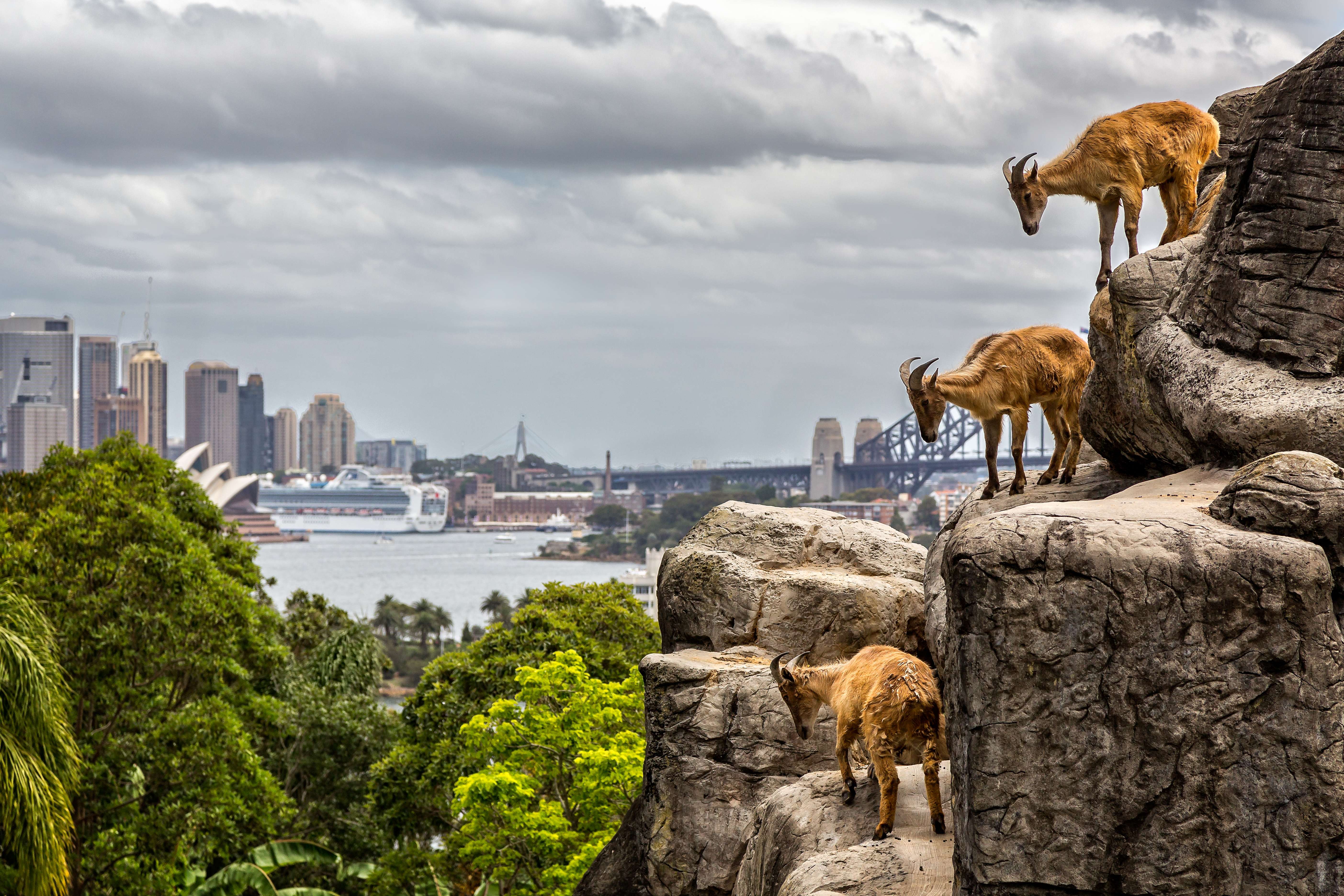 10 Wildlife Parks In Sydney | Book & Get Upto 35% Off Deals!
