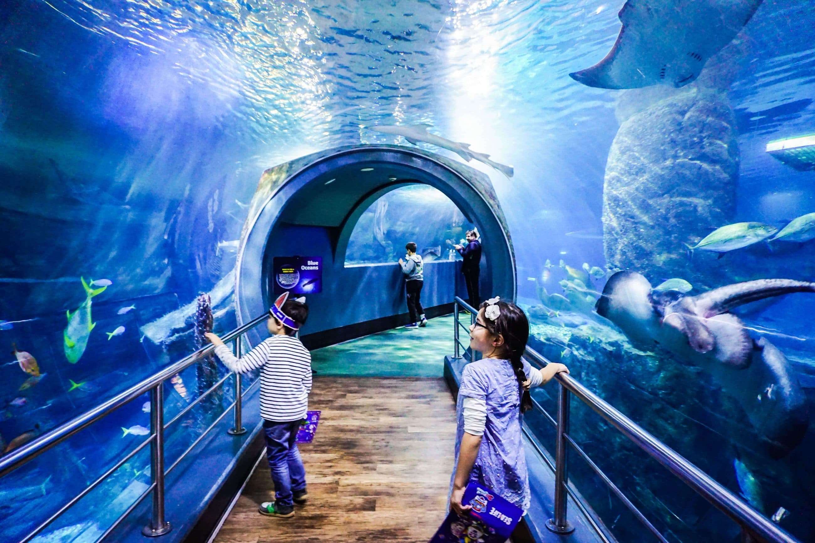 Witness Sea Life At Melbourne Aquarium