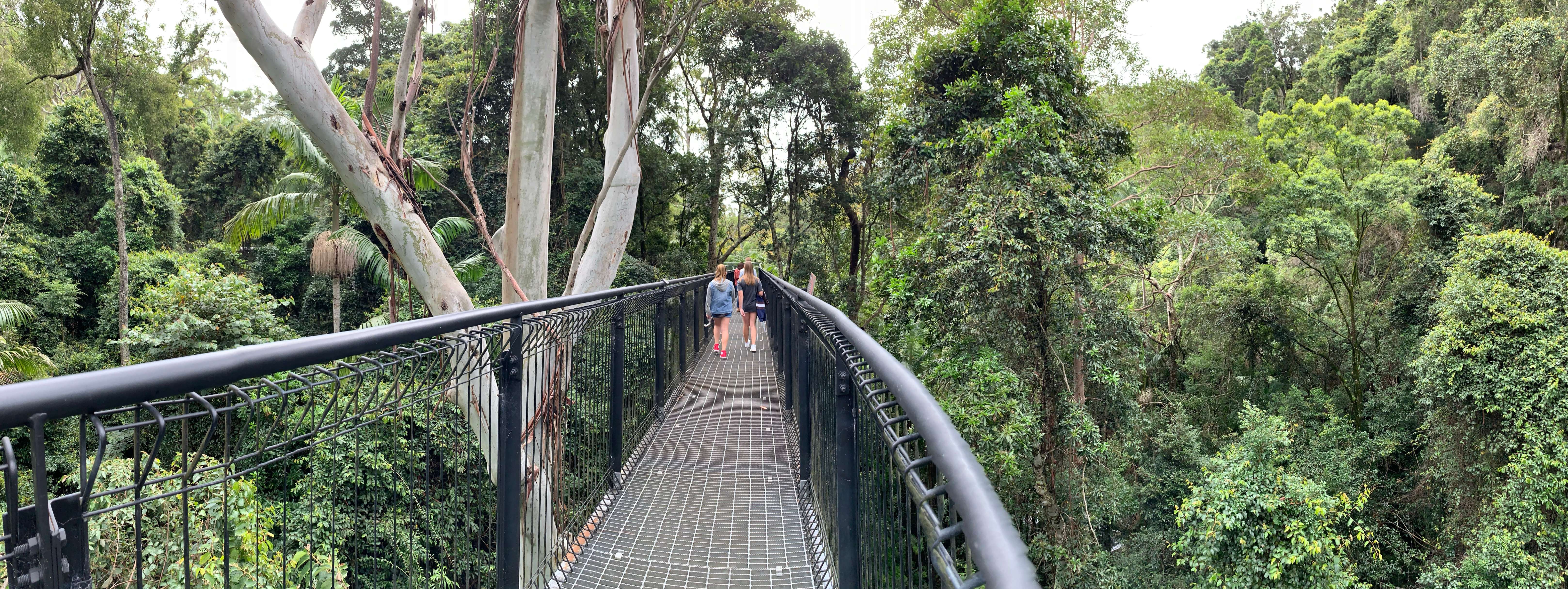Skywalking at Tamborine Rainforest