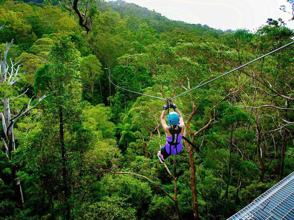 Tree Top Challenge at Tamborine Mountain