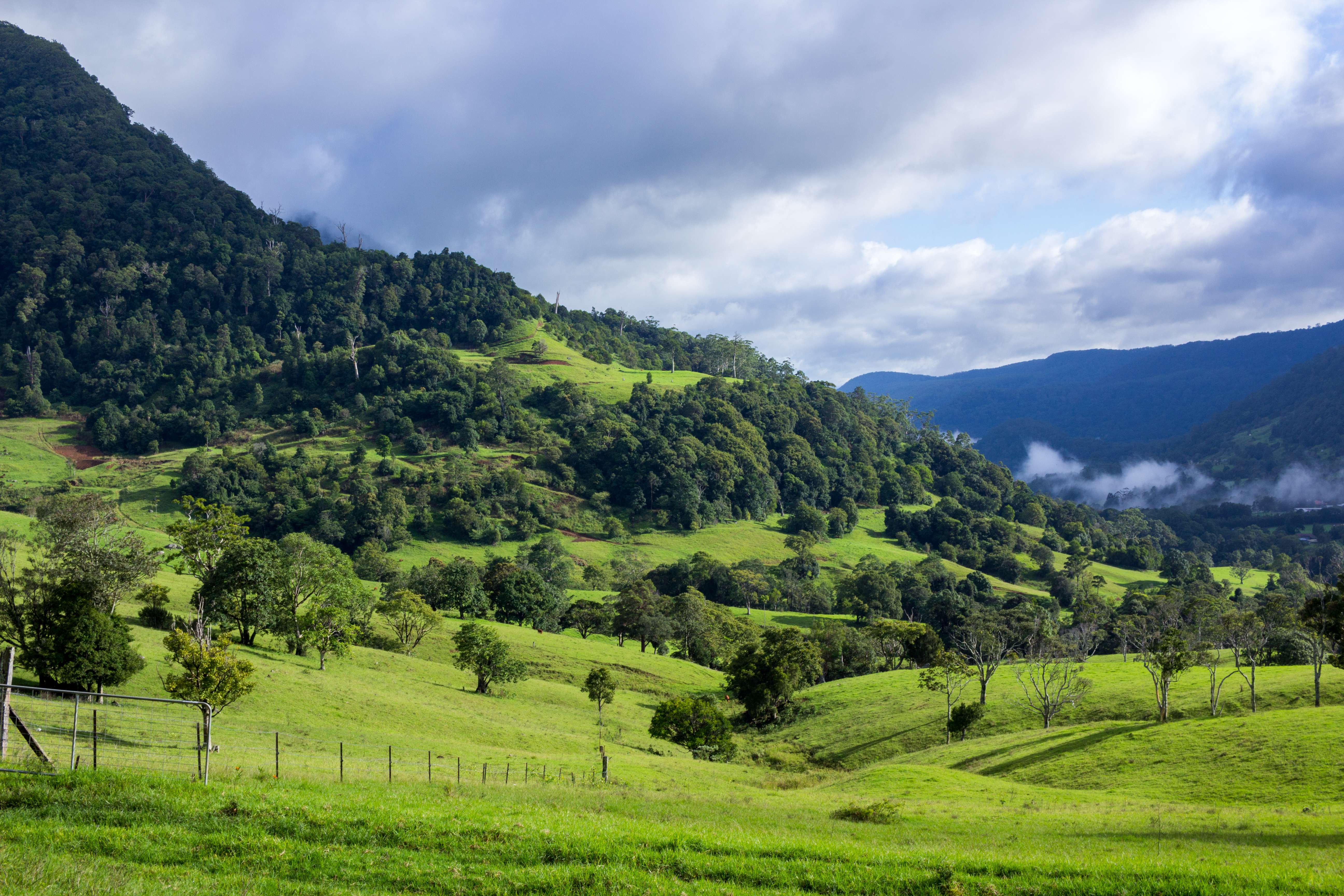 Nerang National Park