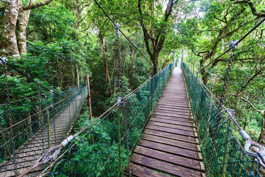 RainForest Skywalk