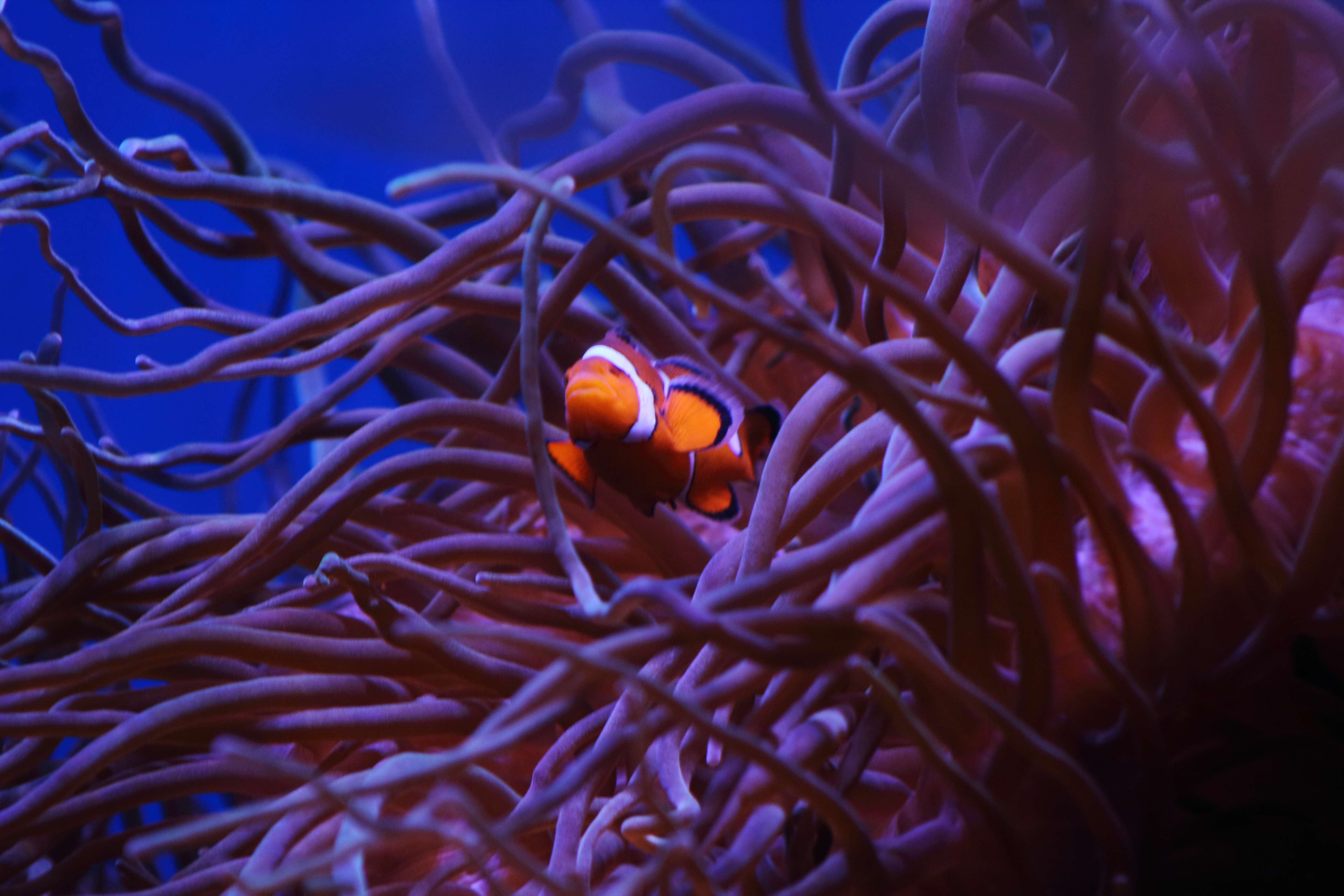 Check out the SEA Life Sydney Aquarium