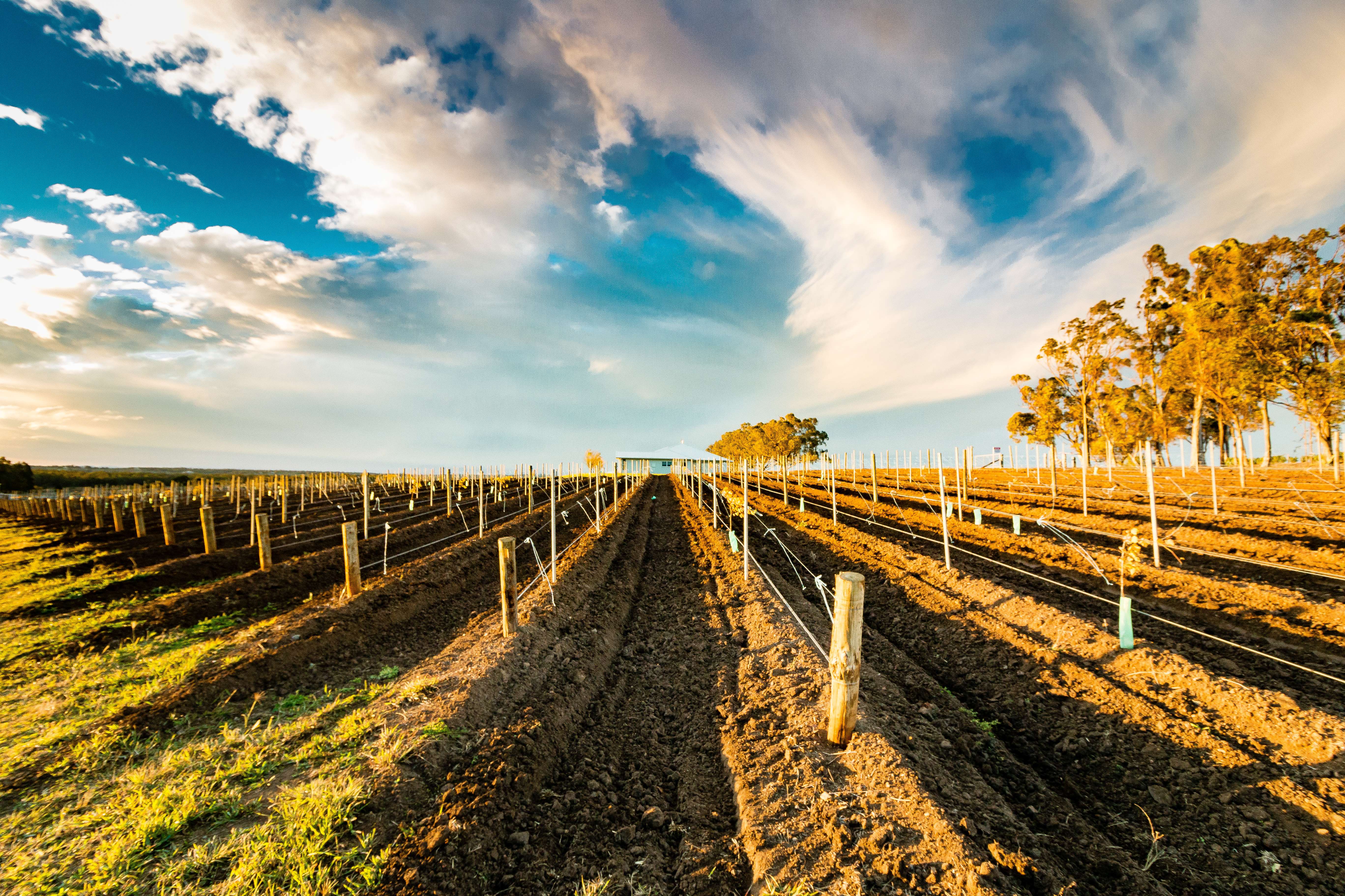 Take a Day Trip to Hunter Valley