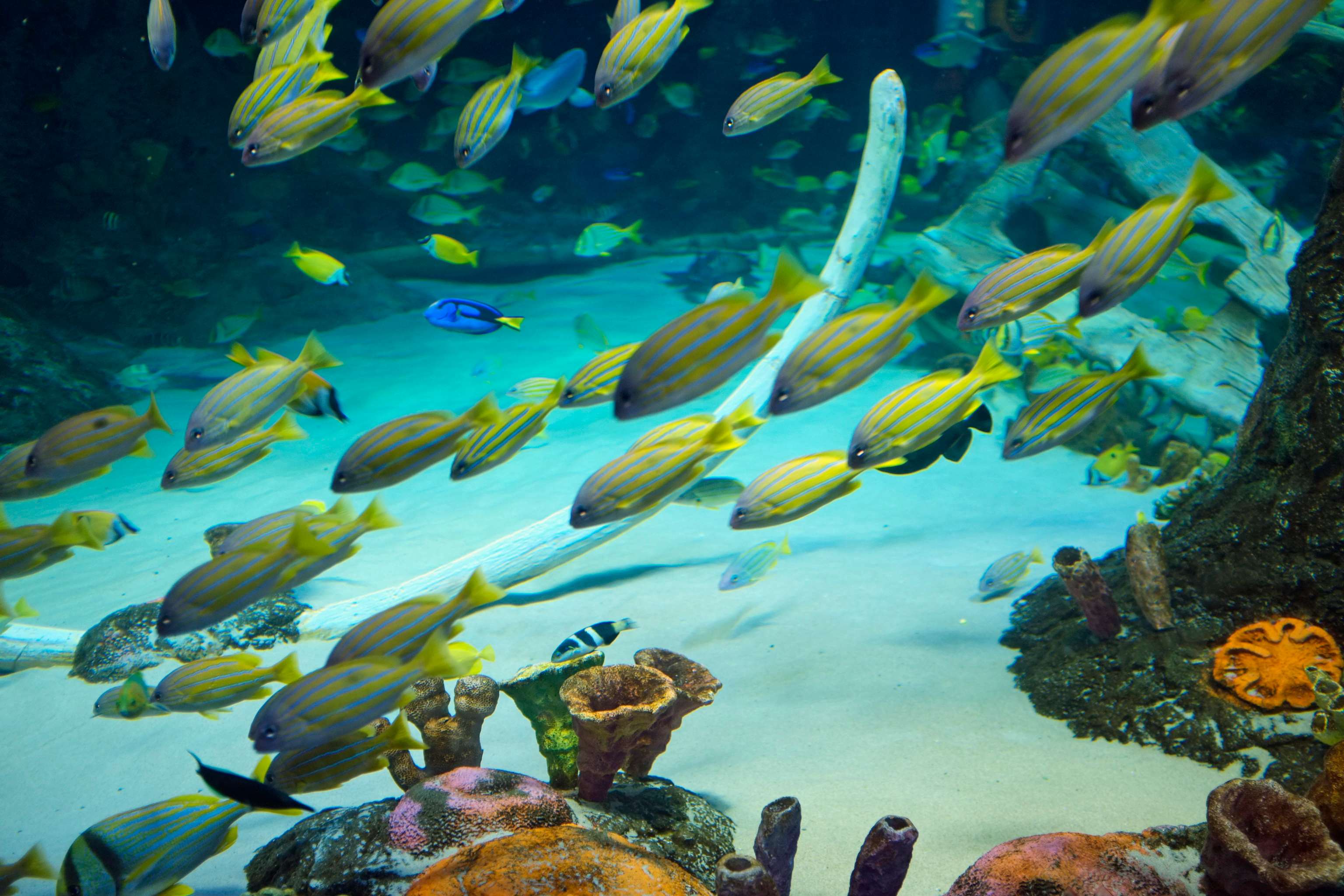 Discover Barcelona Aquarium
