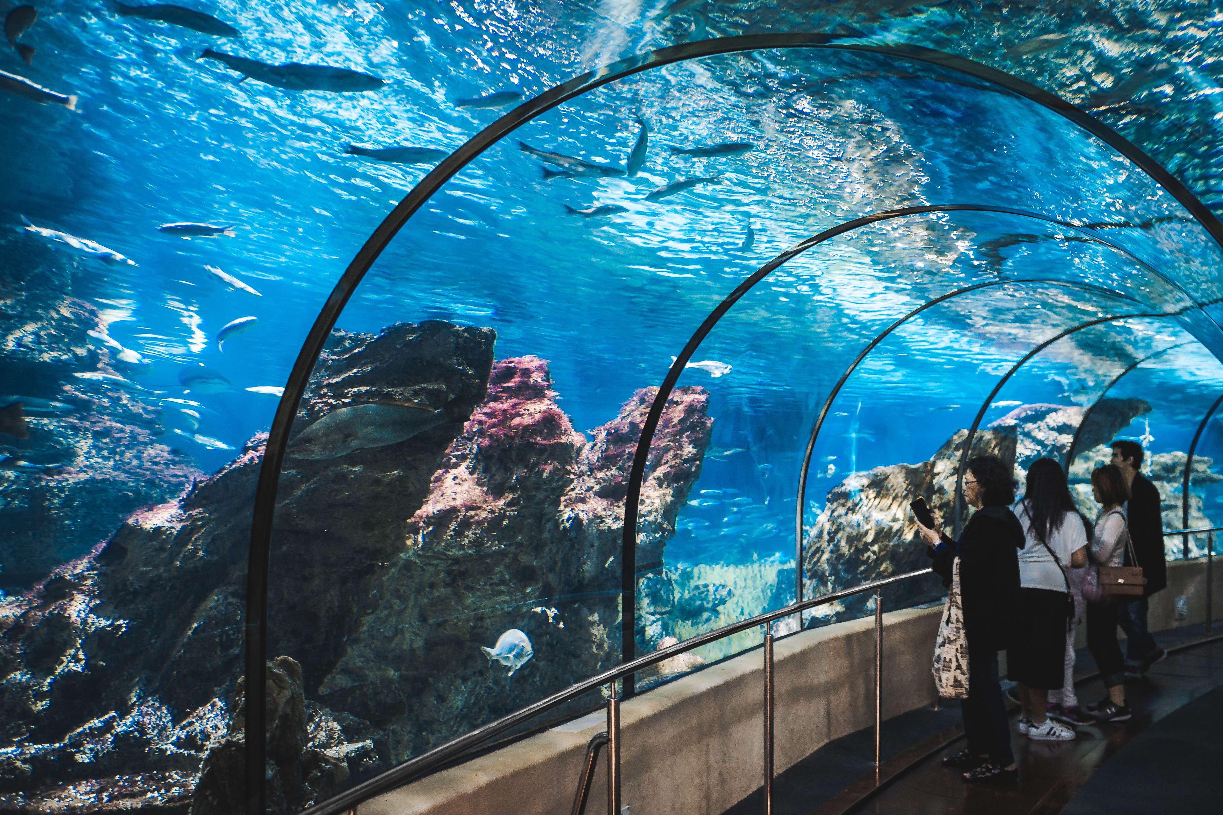 Witness Sea Life At Barcelona Aquarium