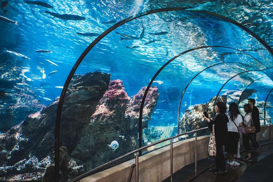 See the Marine Life at Barcelona Aquarium