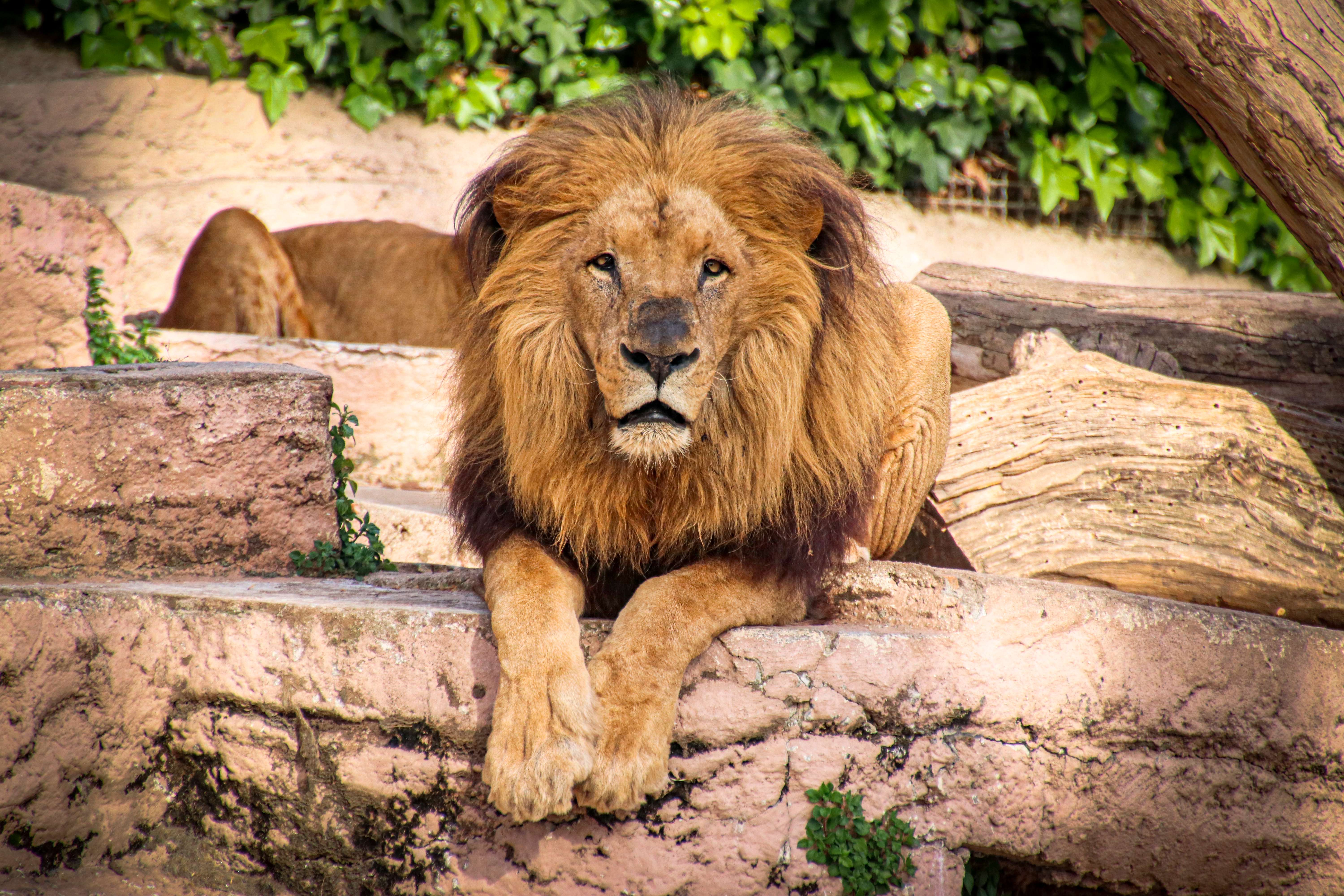 Checkout Wildlife at Barcelona Zoo