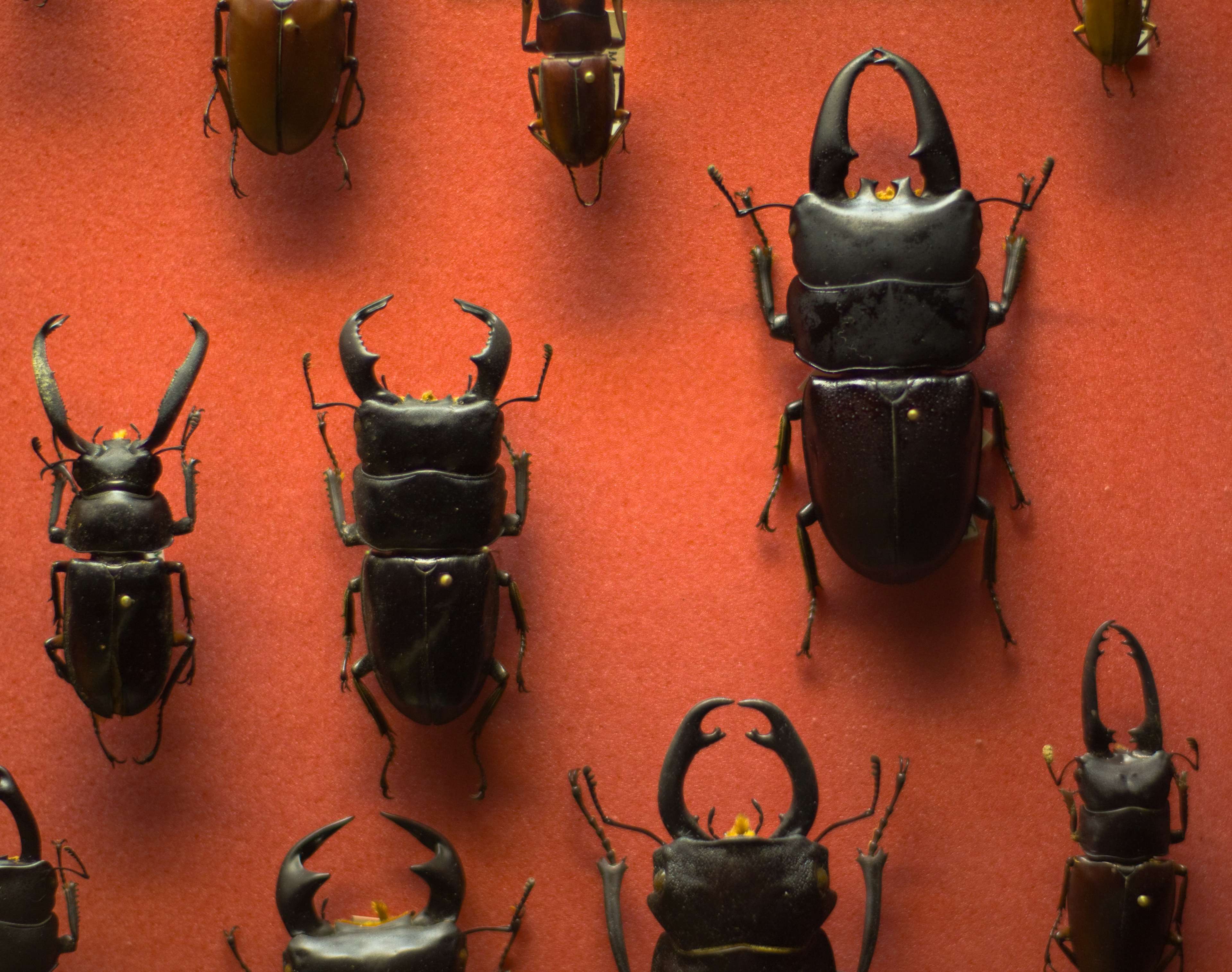 Explore the Biodiversity at Museo Civico di Zoologia
