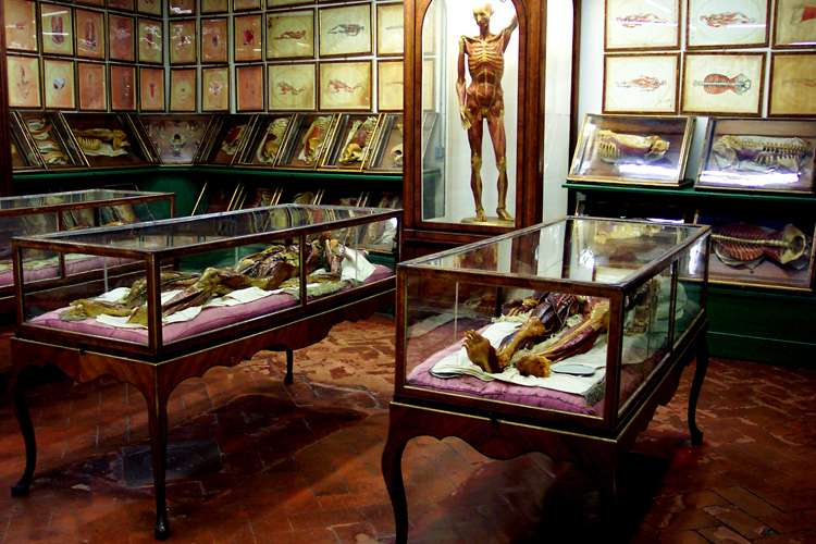 Witness The Wax Human Models In La Specola Museum