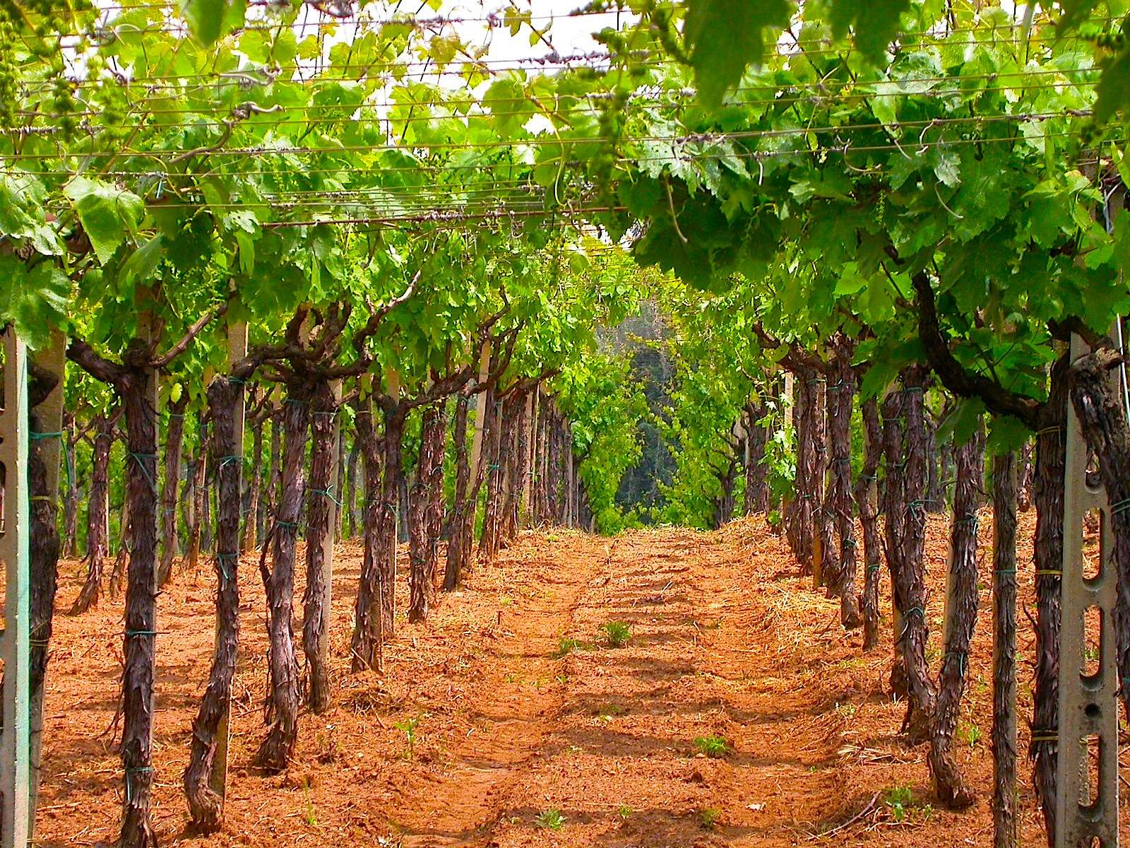 Indulge in Wine Tasting in The Frascati Region