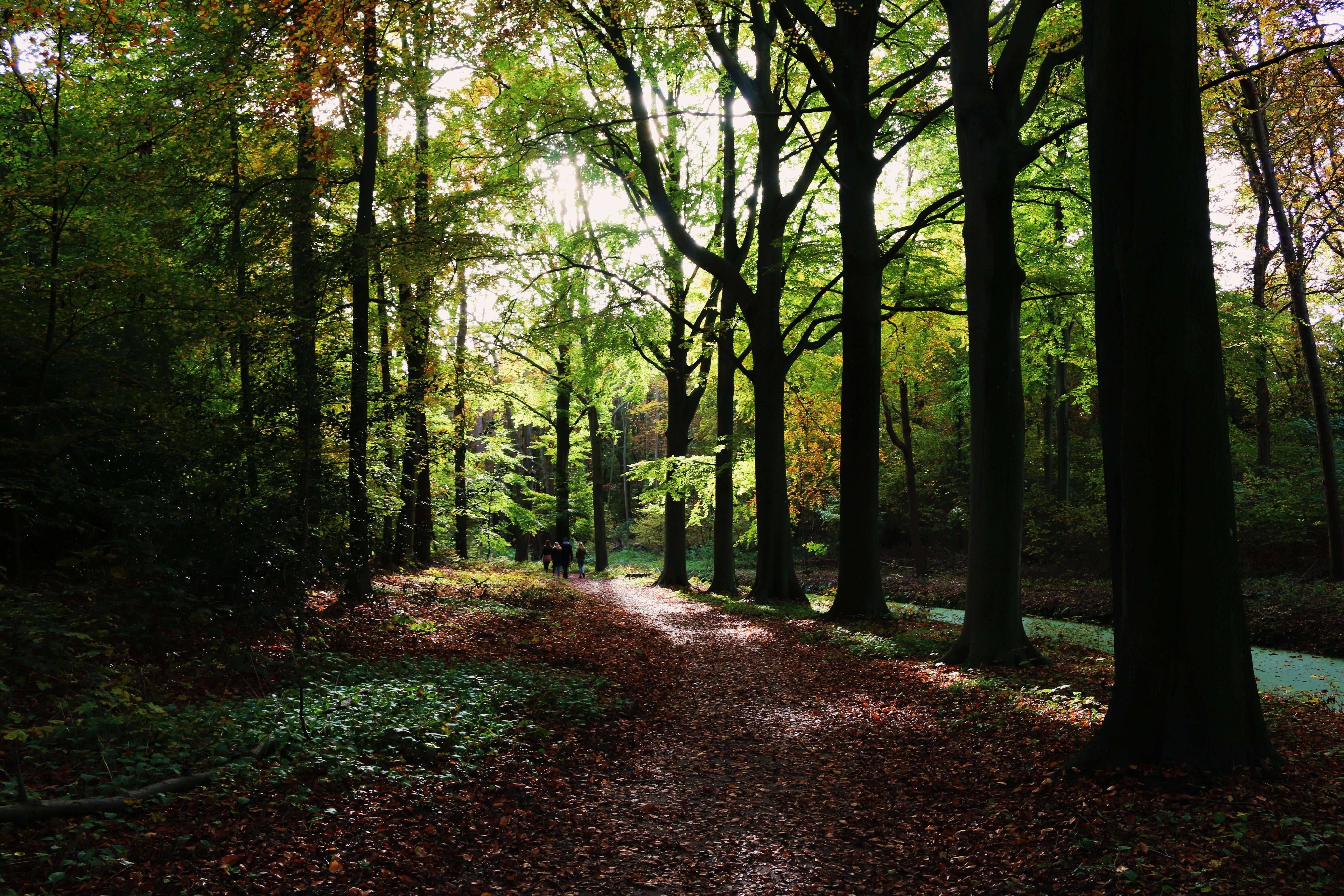 Spend a day in Haarlem