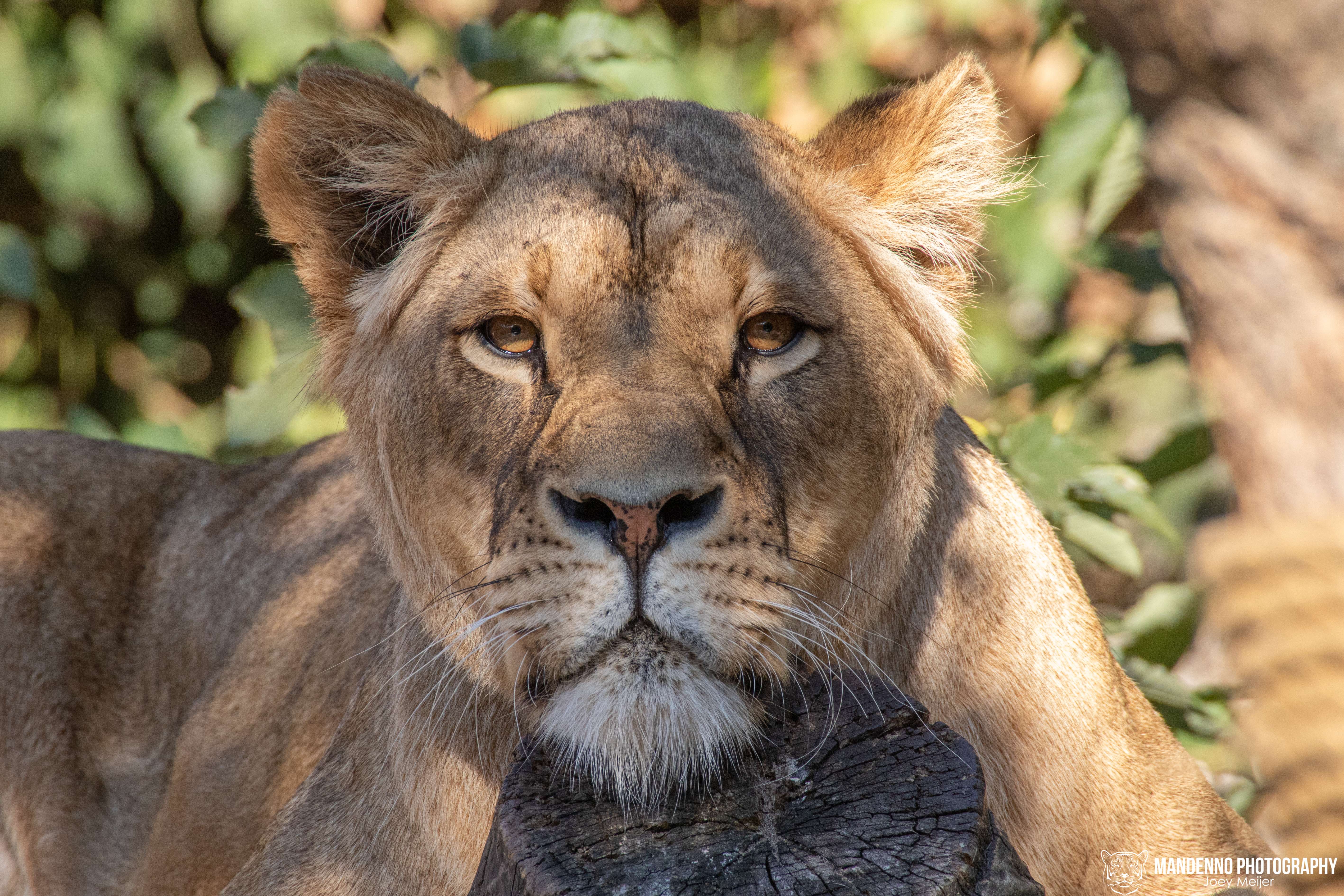 See the animals at Artis Zoo