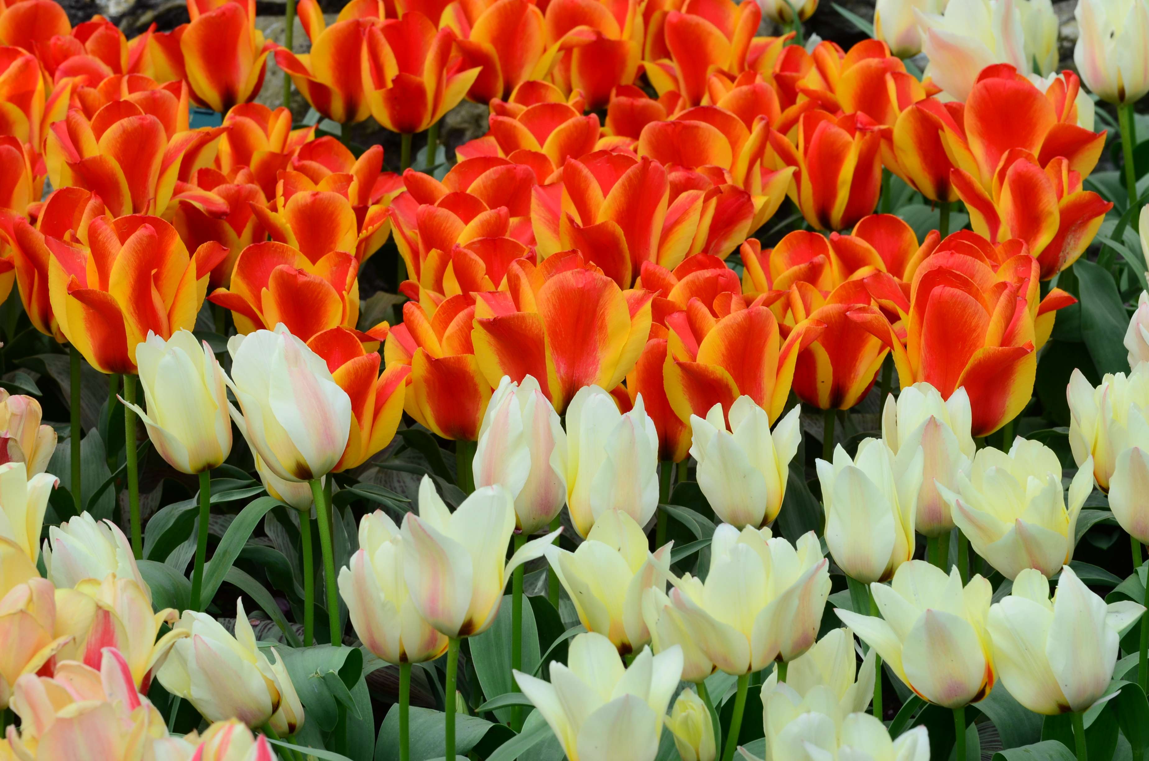 Discover The Keukenhof Tulips