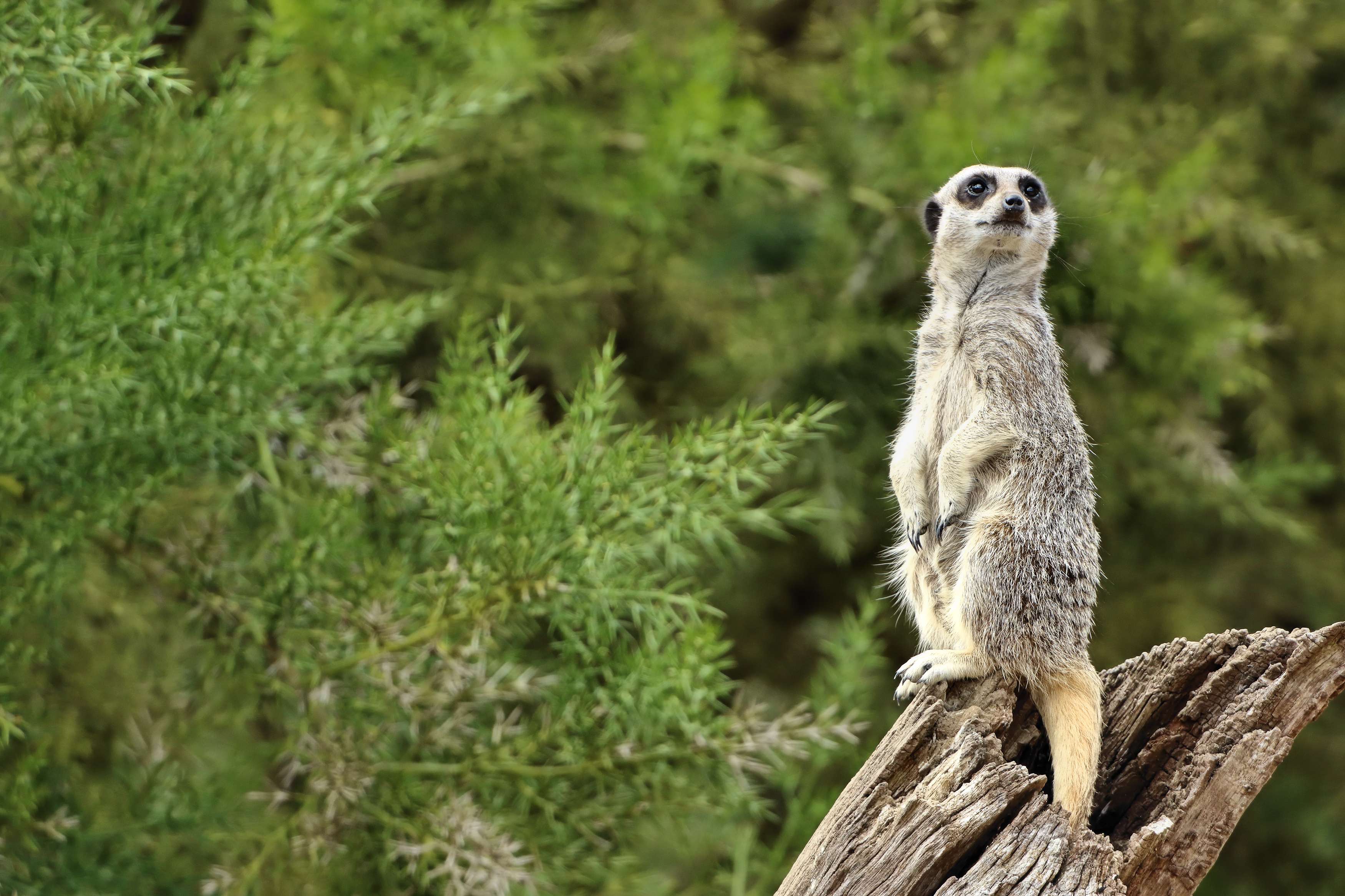 Escape To Cotswold Wildlife Park