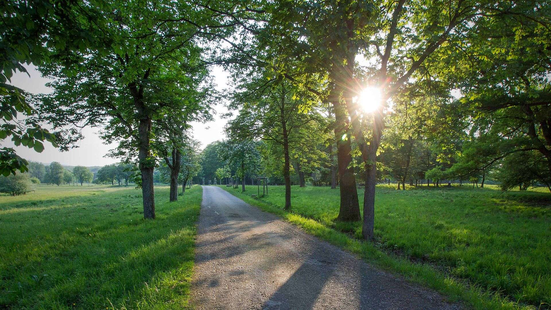 Walk In The Woodlands Of The Lainzer Tiergarten