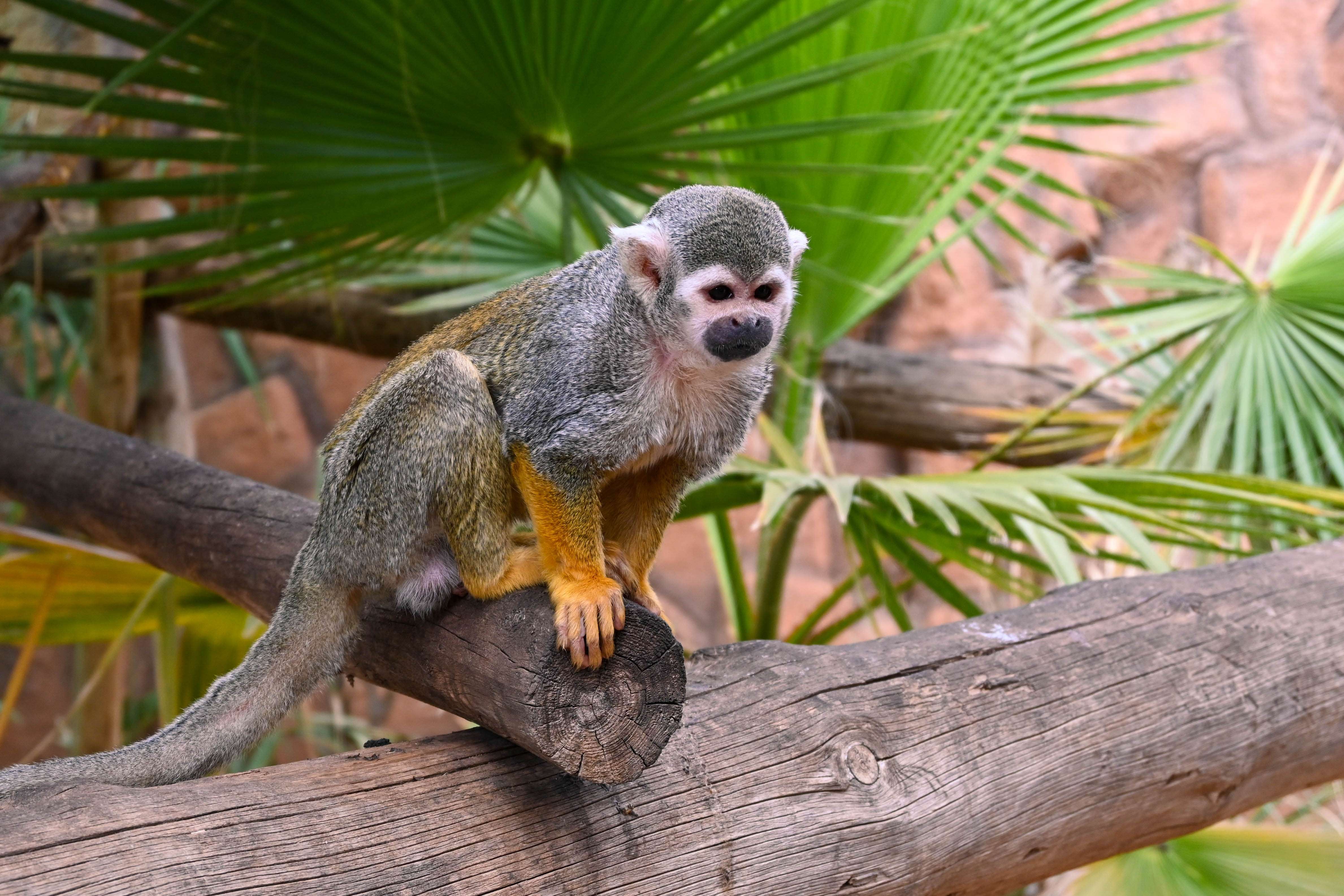 Tenerife Zoo Monkey Park
