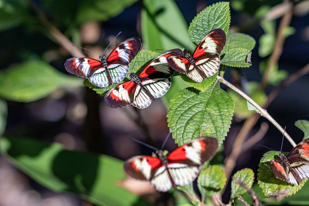 Watch Beautiful Butterflies At Butterfly Creek