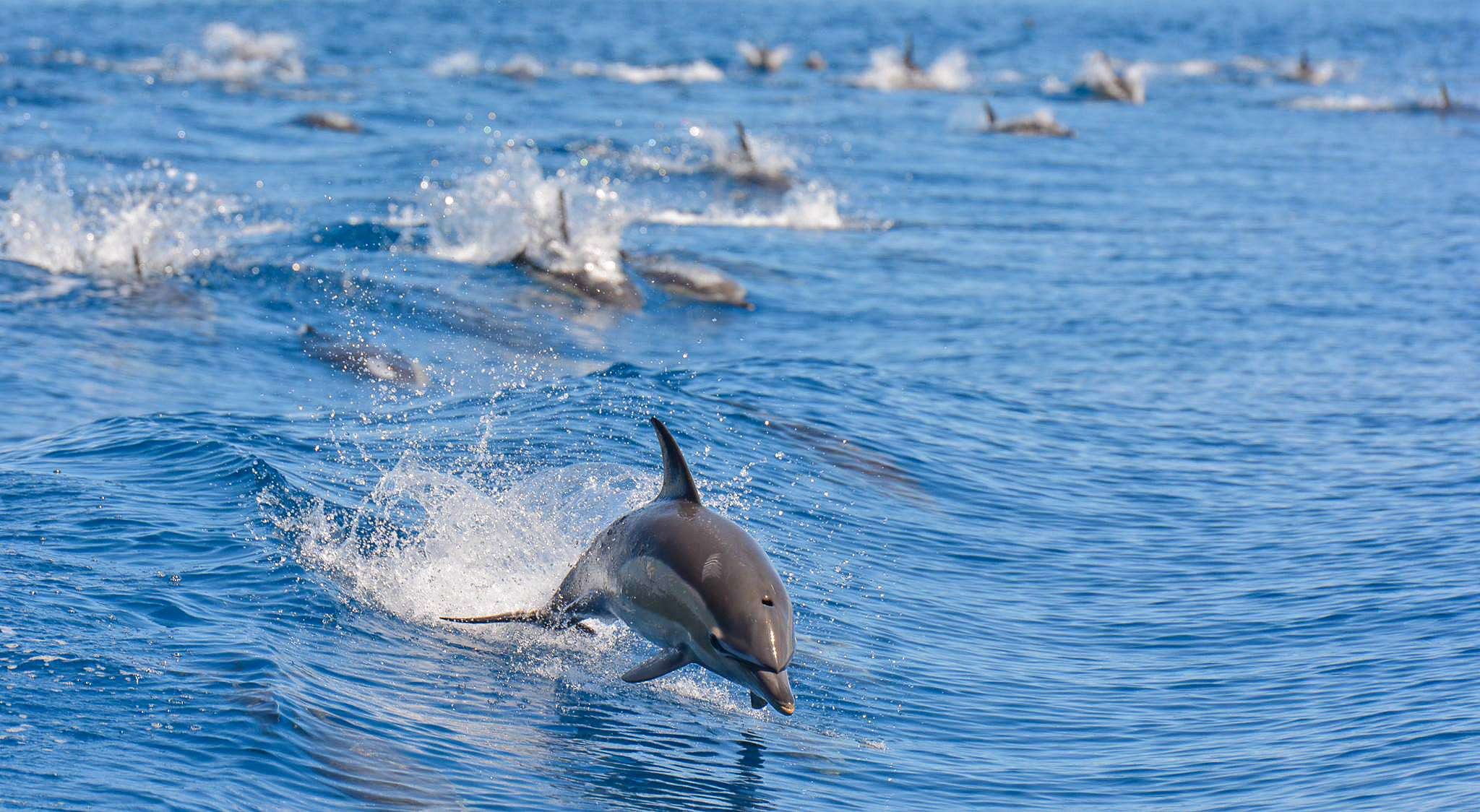 Enjoy An Unforgettable Auckland Whale & Dolphin Safari