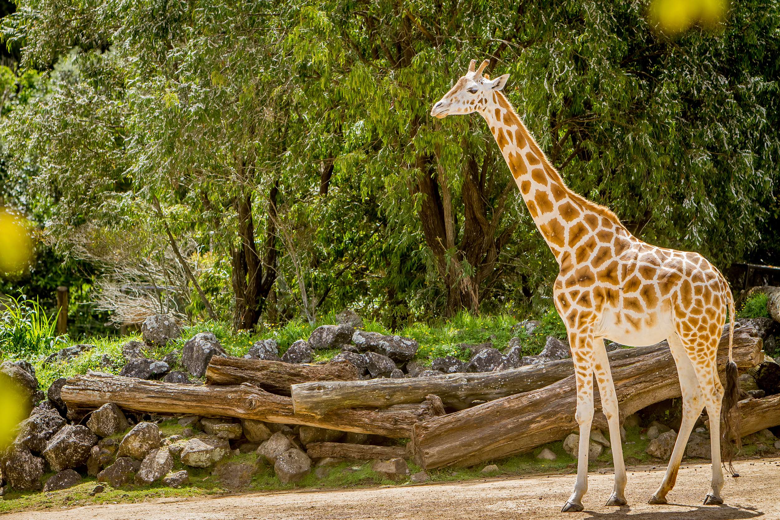 See Animals At Auckland Zoo