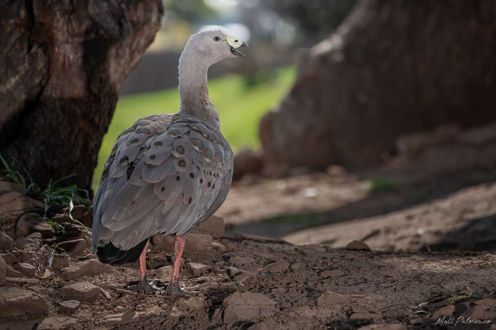 Bonorong Wildlife Sanctuary