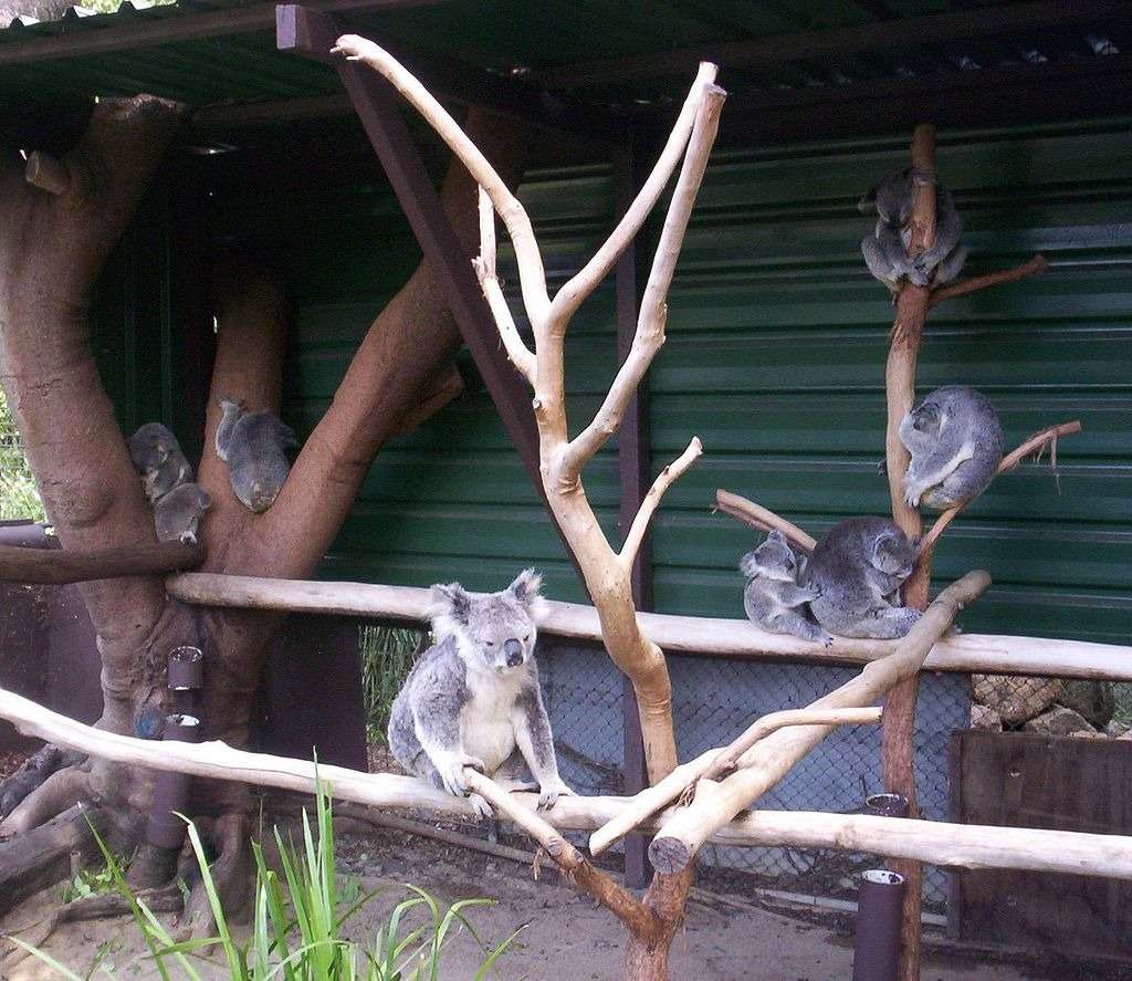 Visit Lone Pine Koala Sanctuary