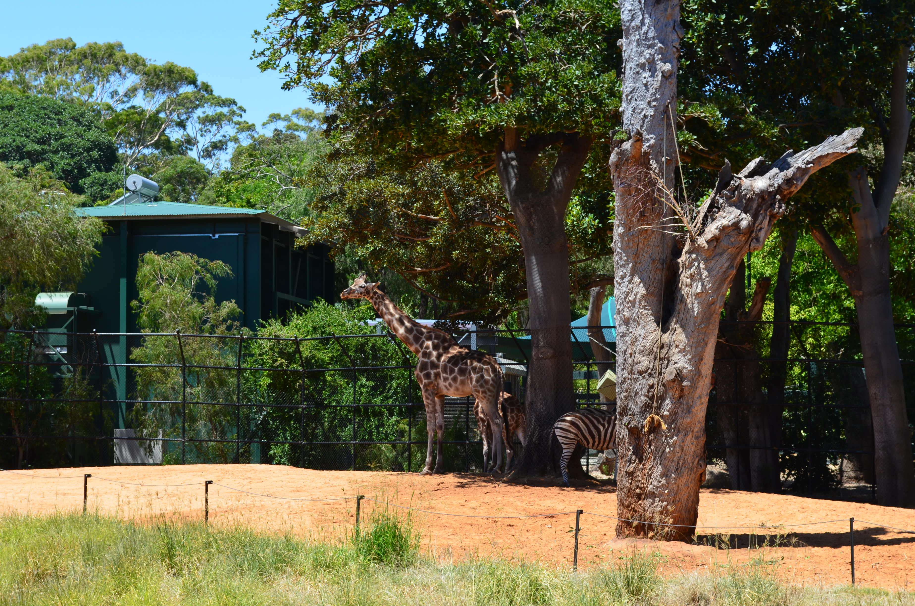 Experience Wildlife at Perth Zoo