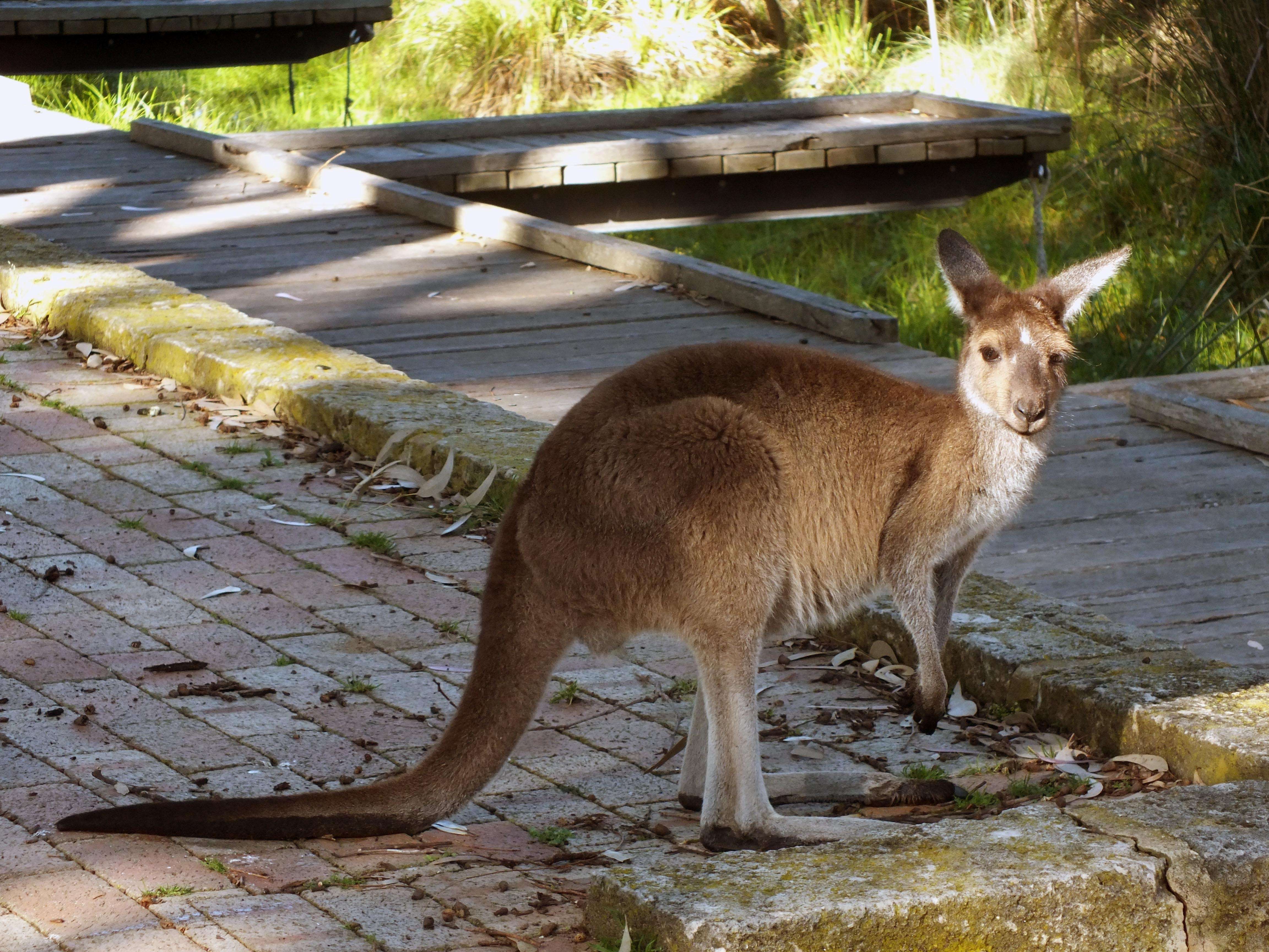  Explore Wildlife at Yanchep National Park