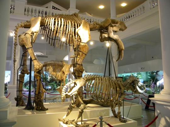 Visit The Grigore Antipa Museum Of Natural History