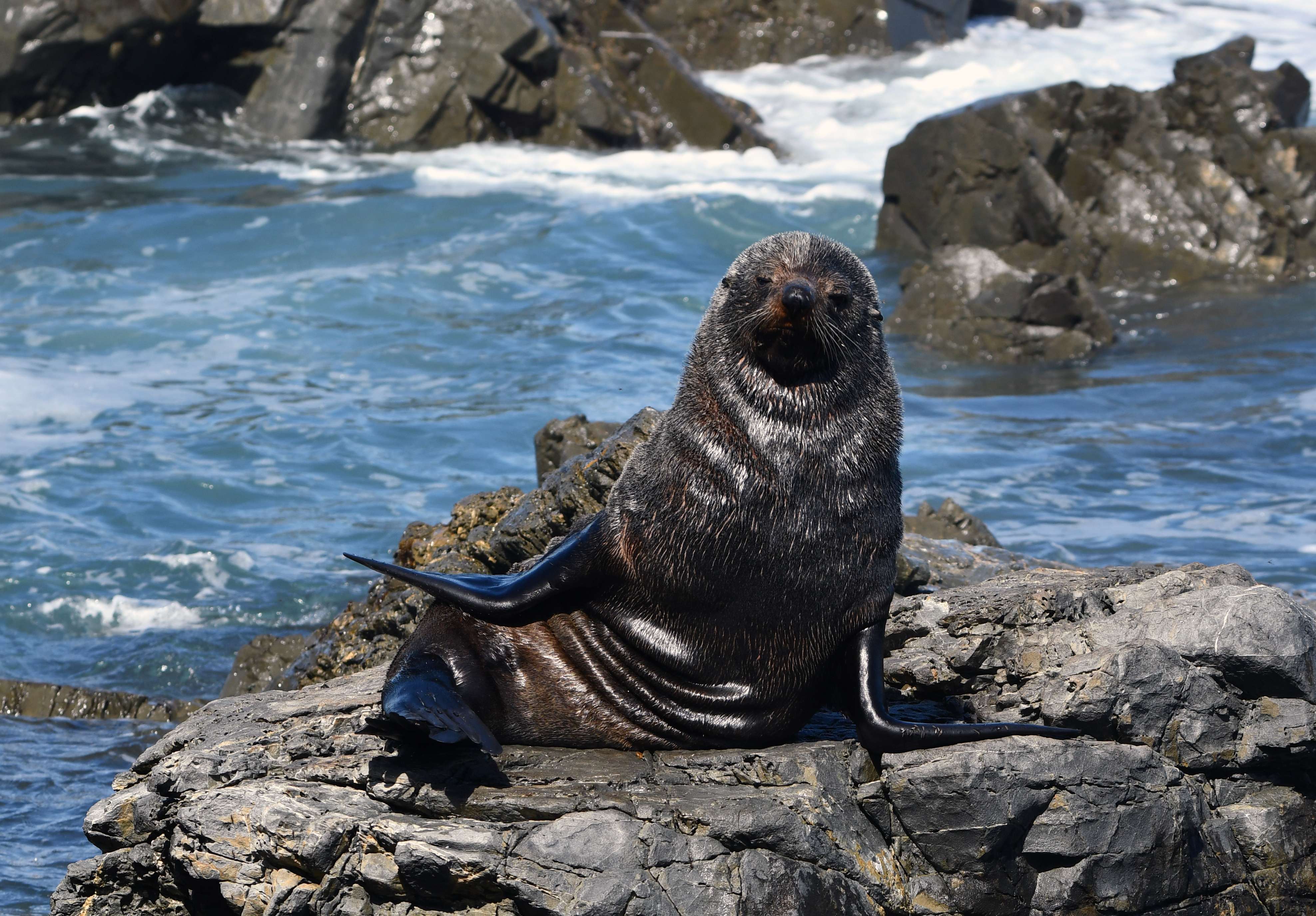 See Fur Seals at the Red Rocks