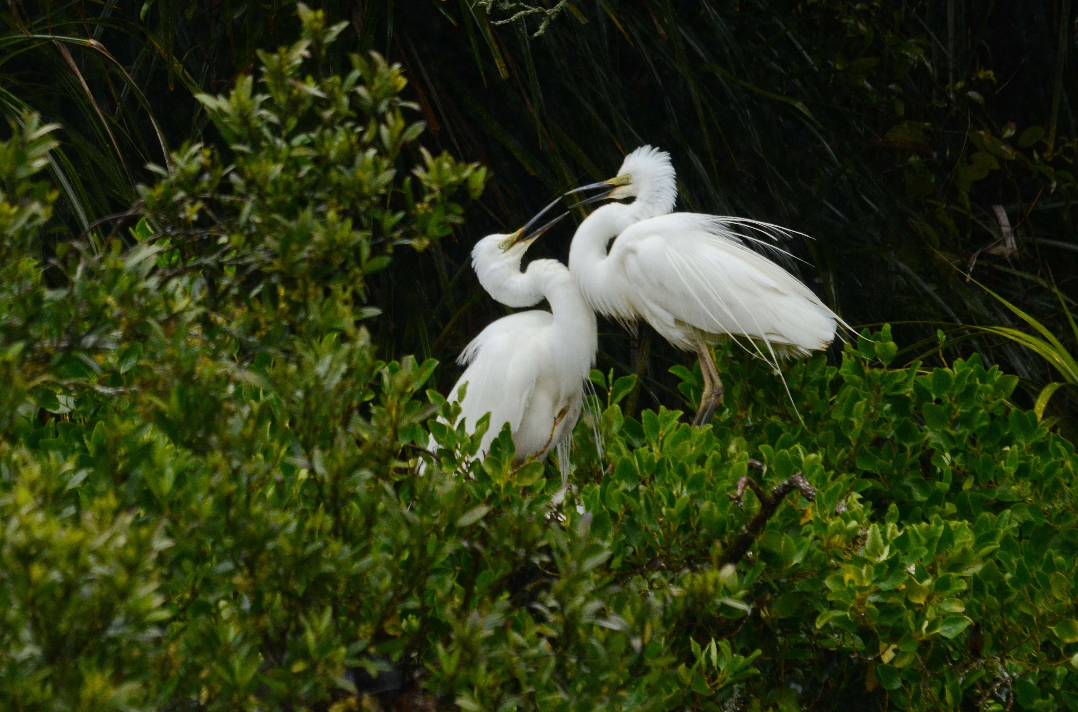 Visit the White Heron Colony at Waitangi Roto Nature Reserve