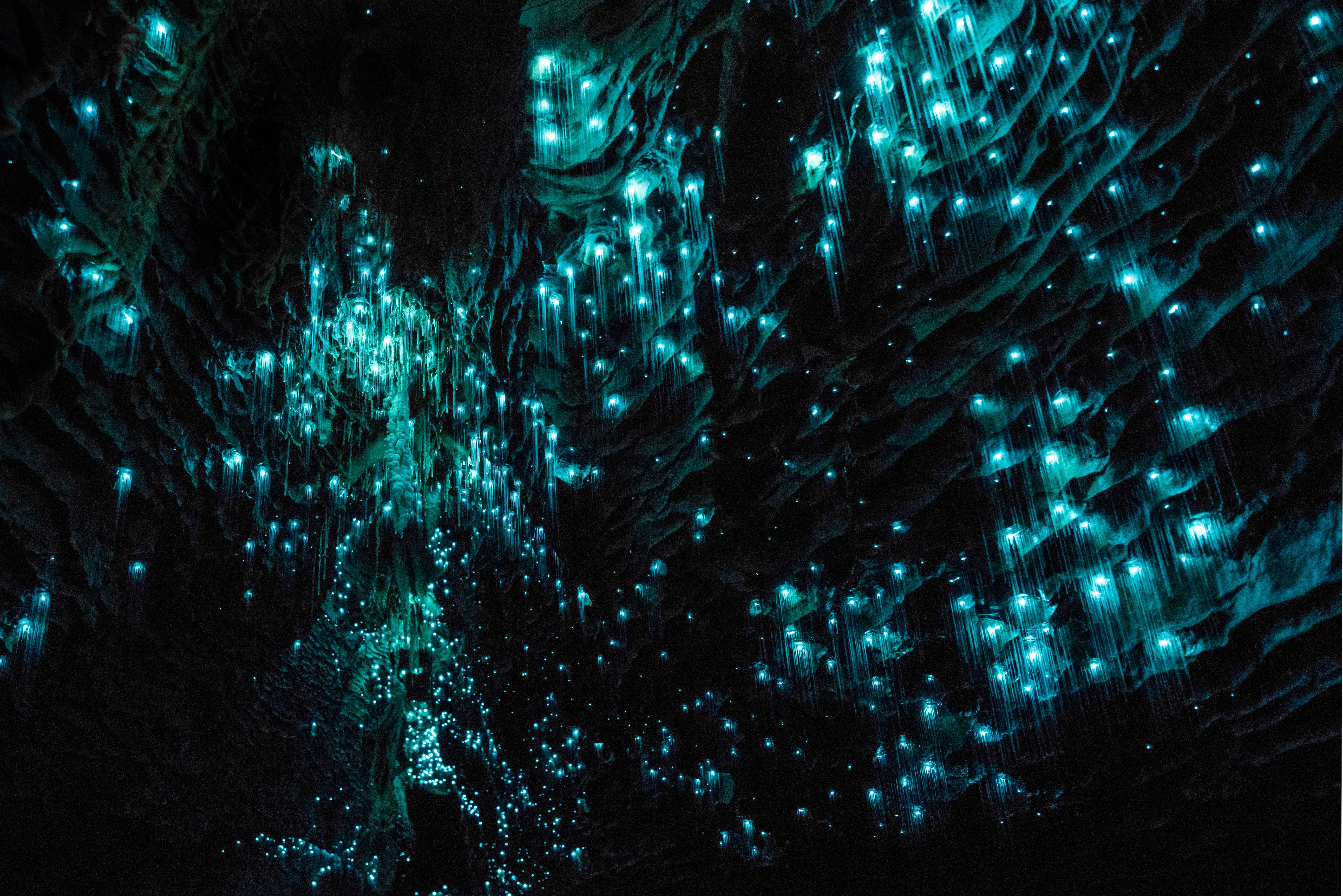 Check out the Glow Worms at Tatare Tunnels Walk