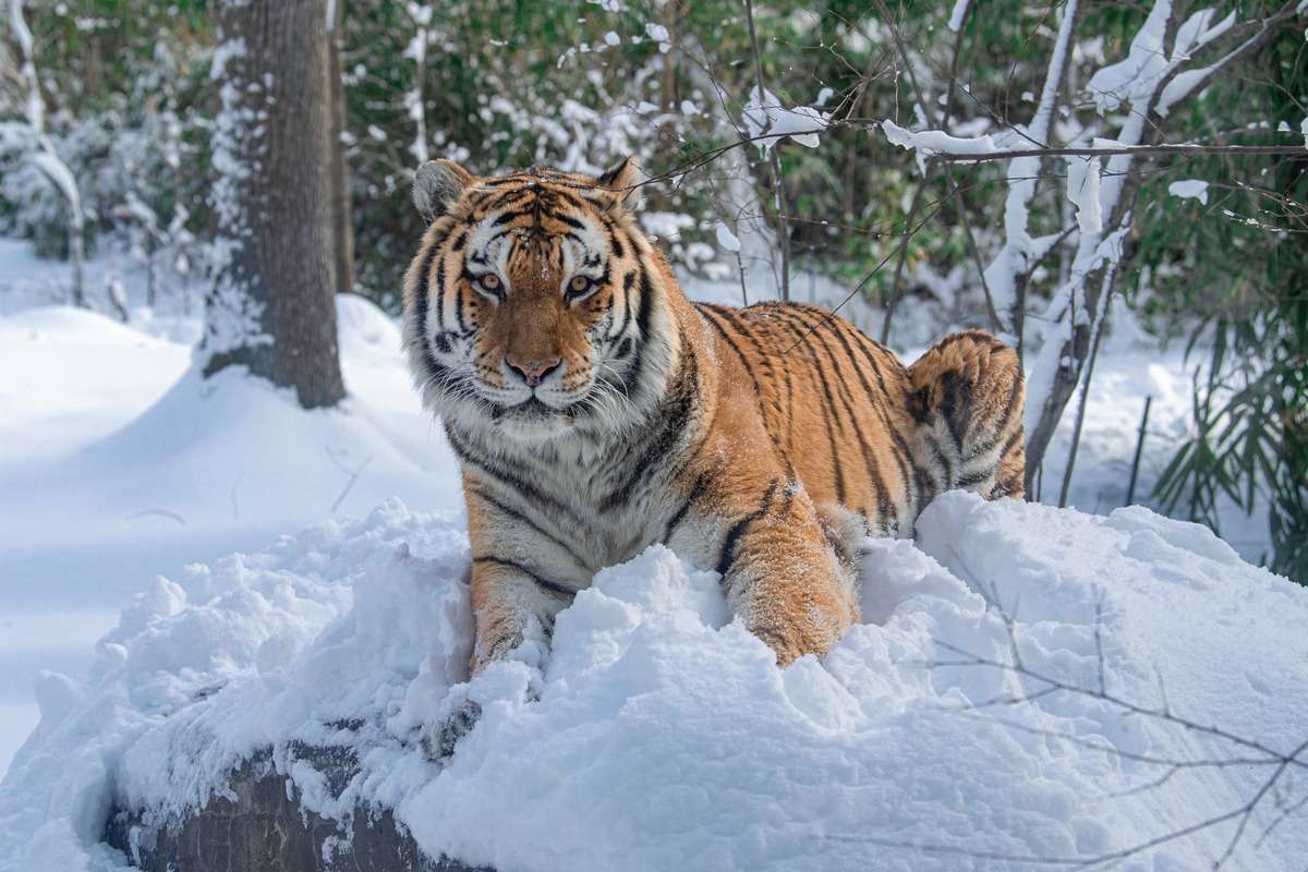 Enjoy the Bronx Zoo's Winter Wonderland