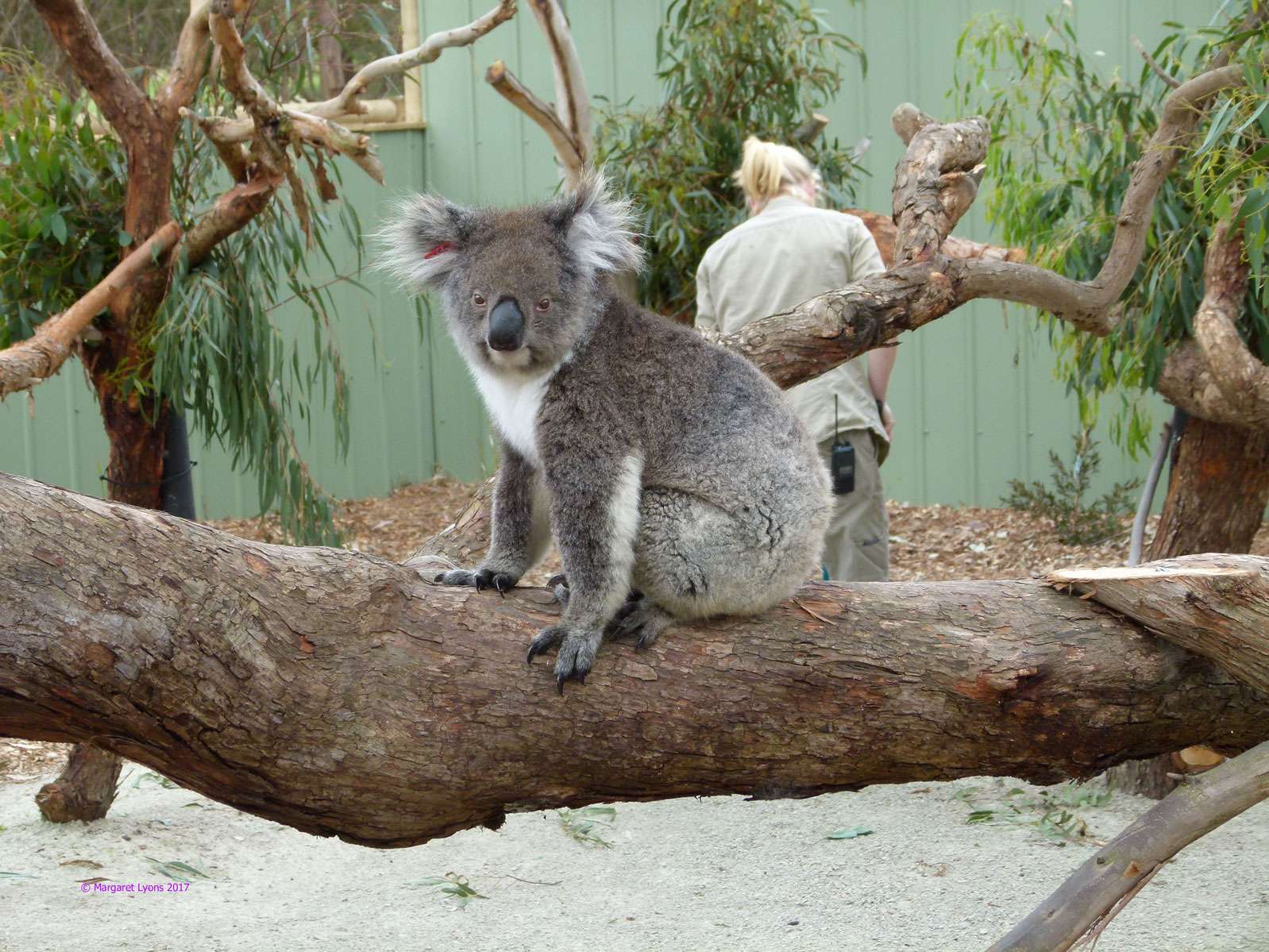  Visit the Koala Wildlife Sanctuary