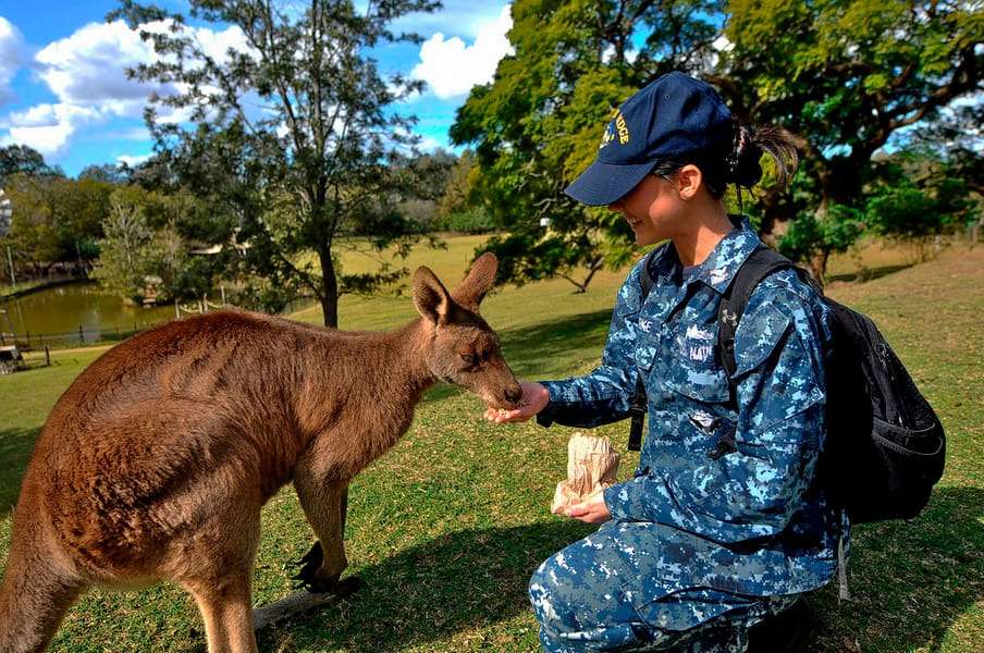 Discover Lone Pine Koala Sanctuary