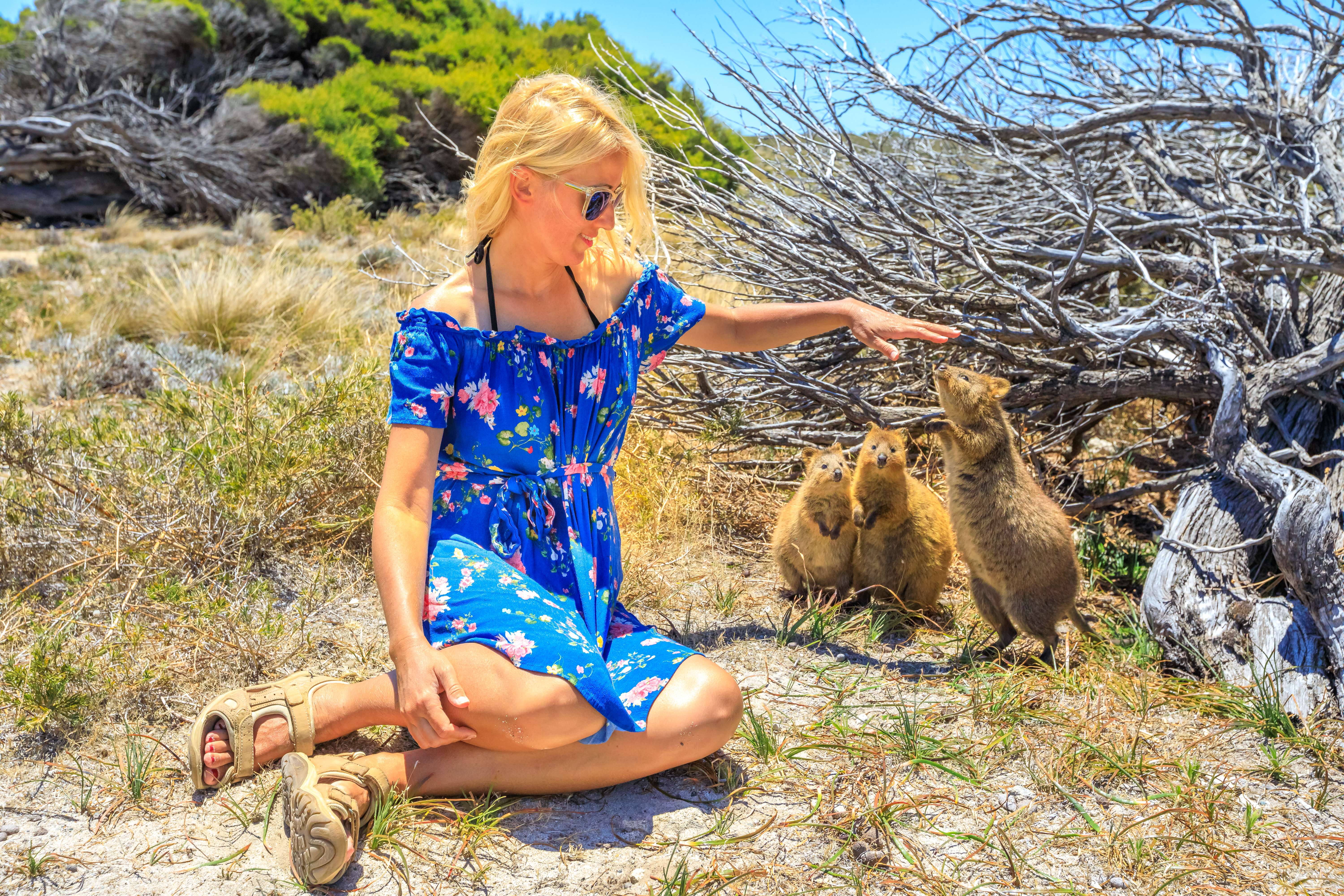 Get a Selfie with a Quokka on Rottnest Island