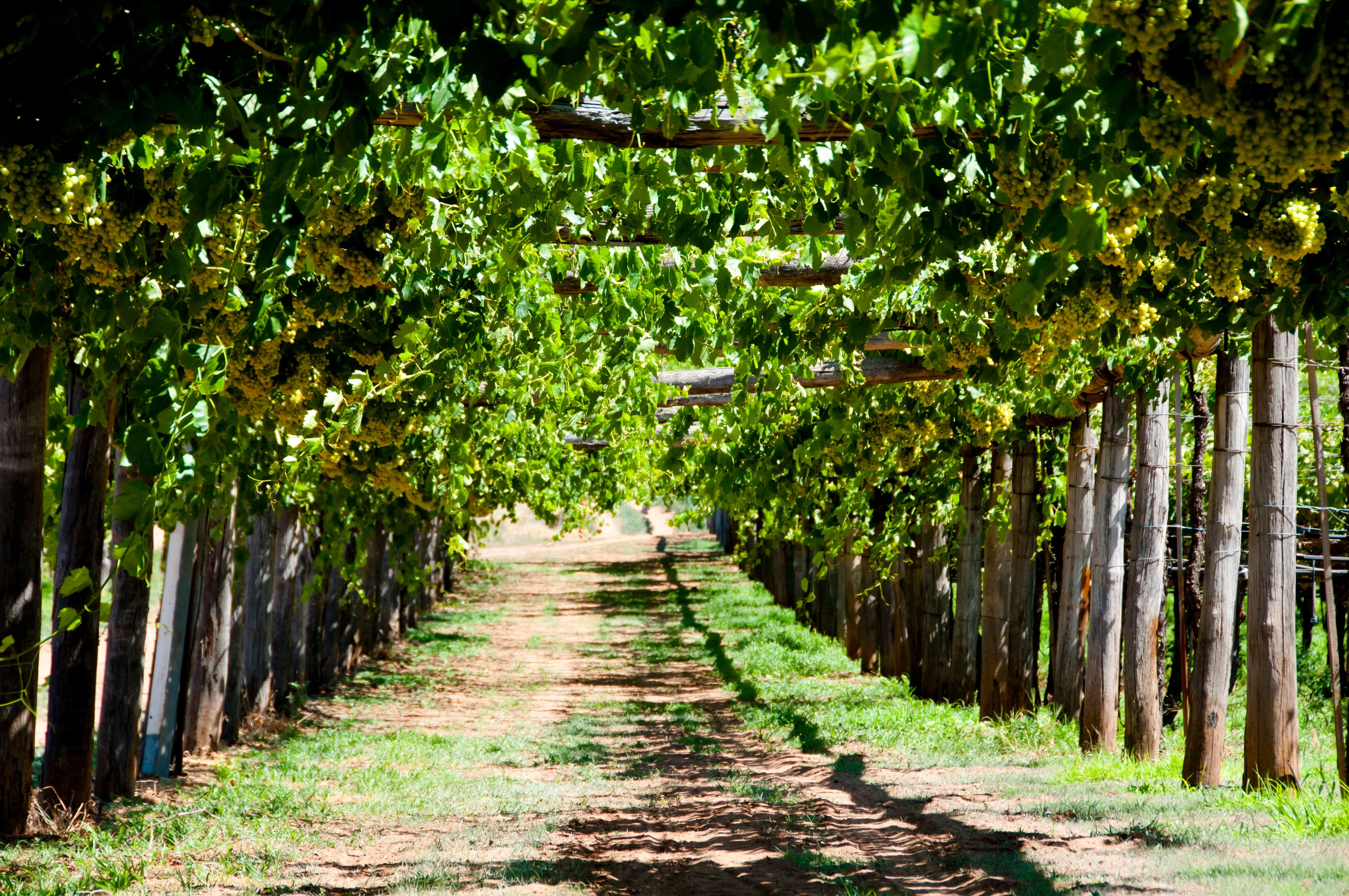 Explore the Wineries of the Swan Valley