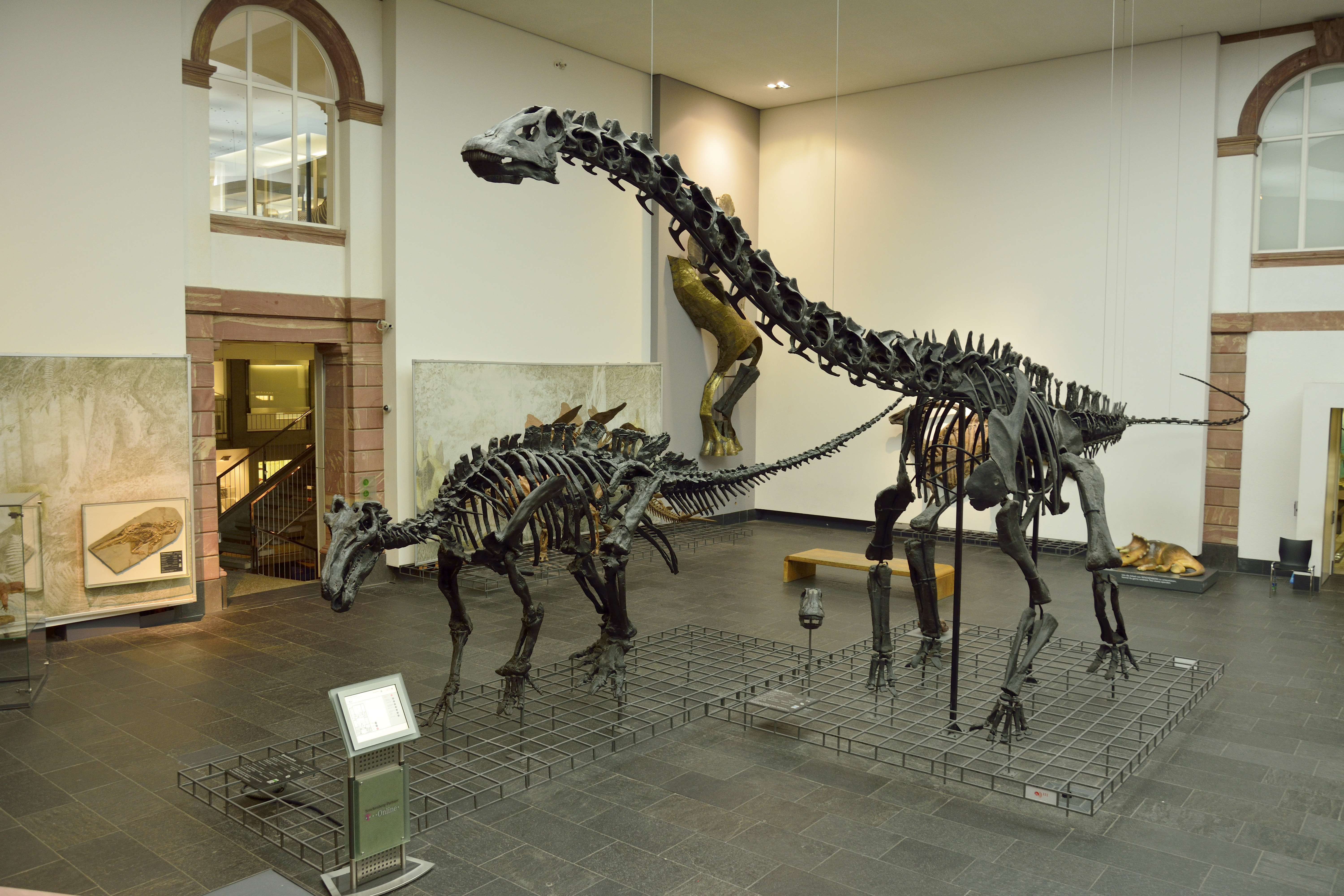 Visit Senckenberg Natural History Museum