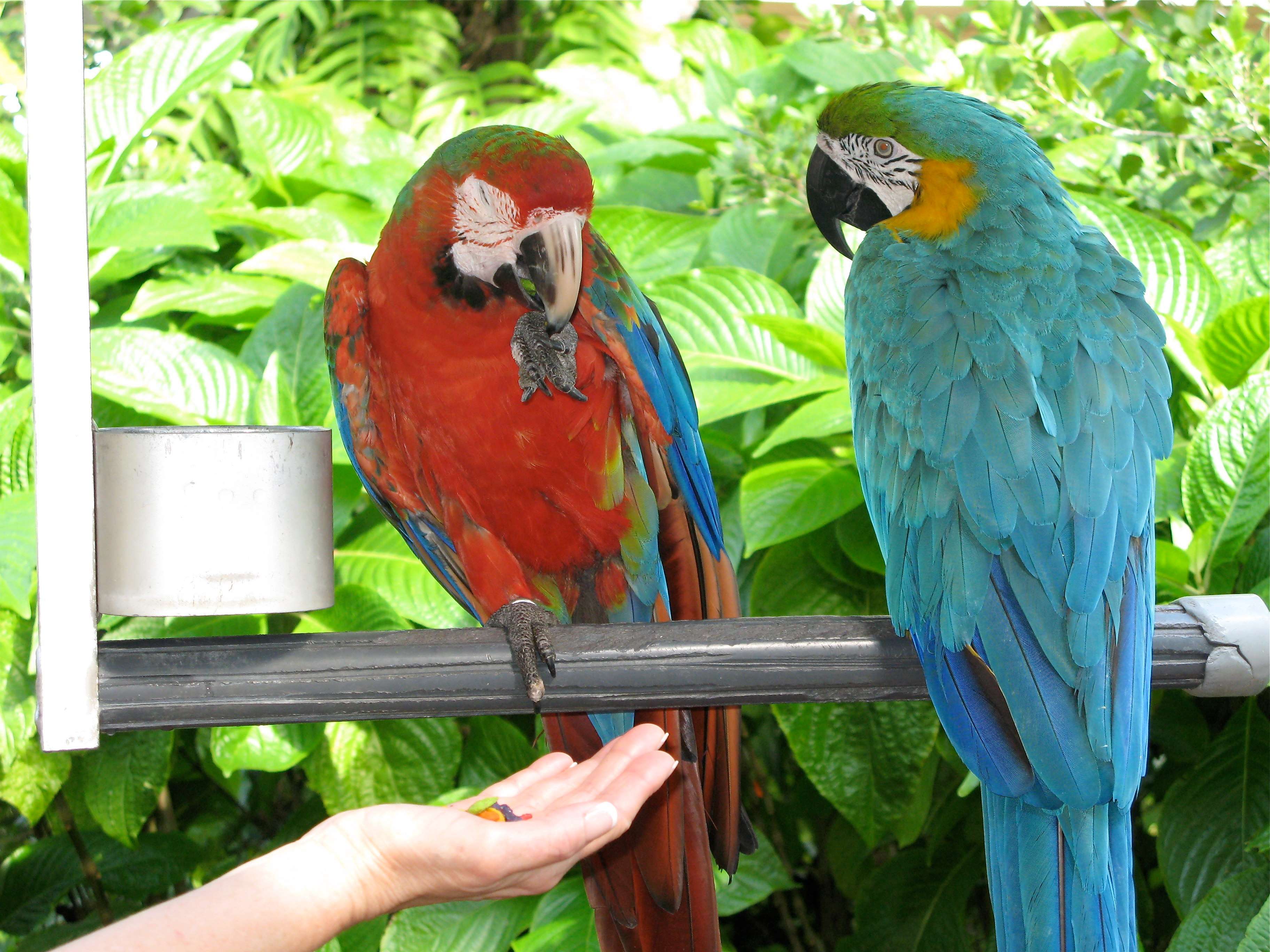  Encounter your Favourite Animals at Jungle Island, Miami