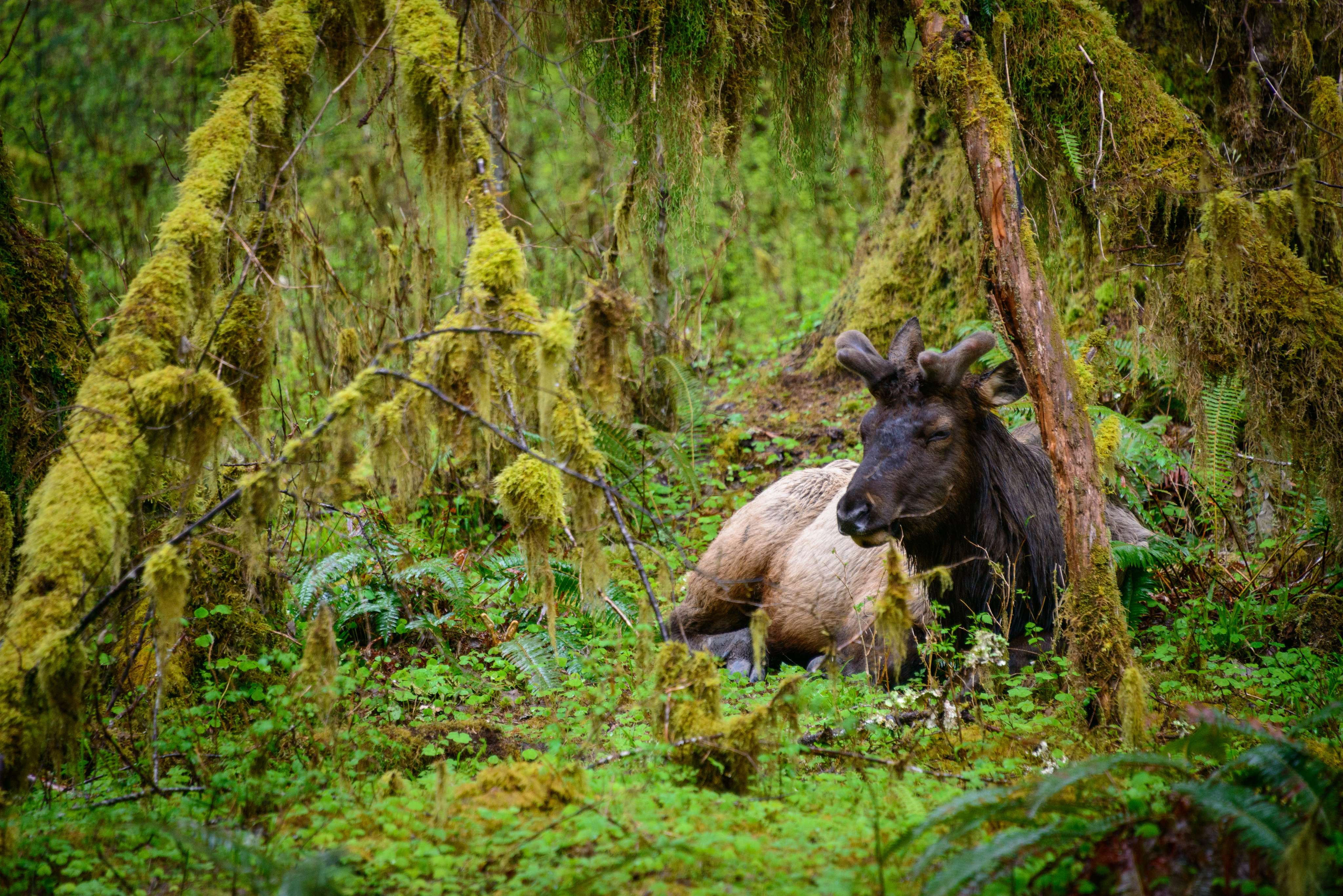 Olympic National Park, Washington