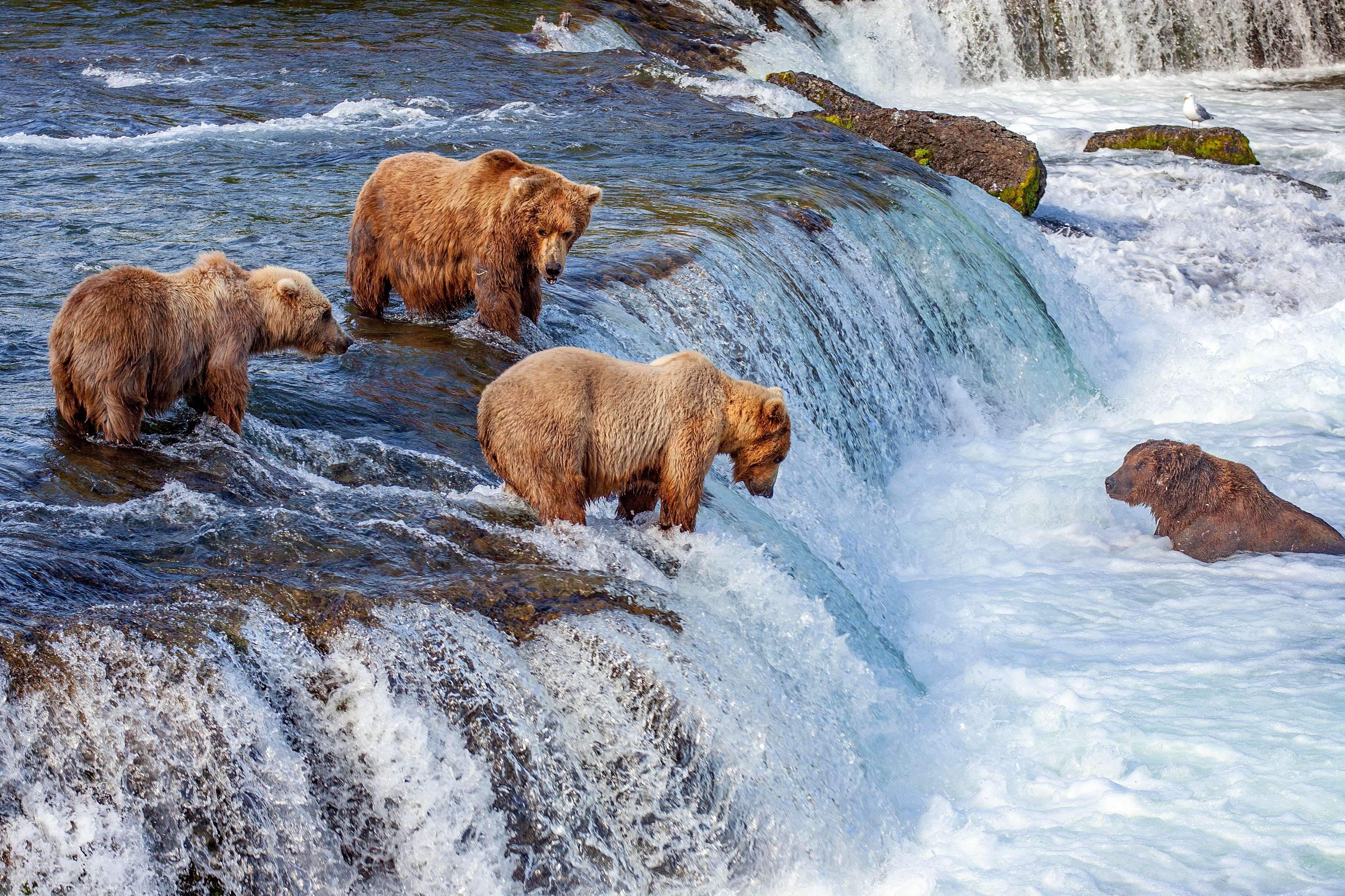 Katmai National Park & Preserve, Alaska
