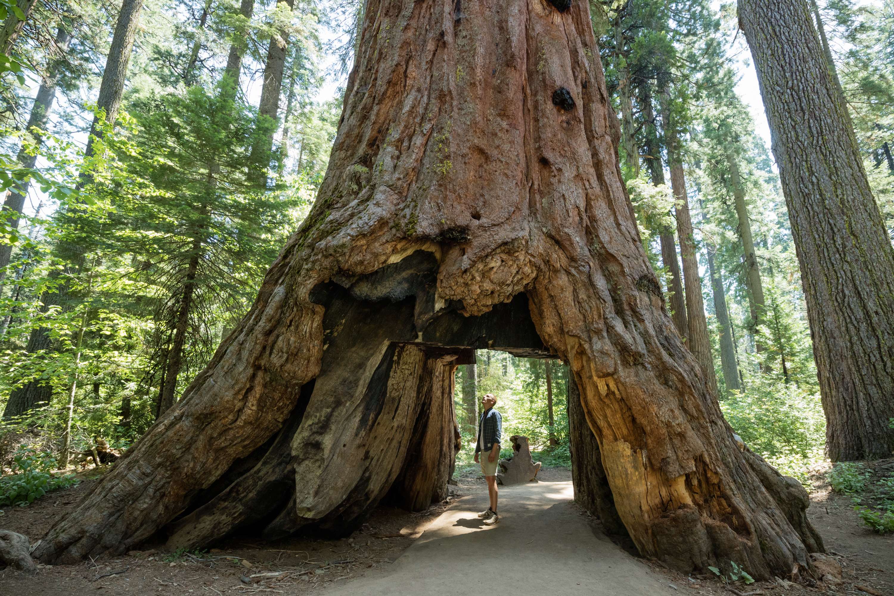 Redwood National and State Parks, California
