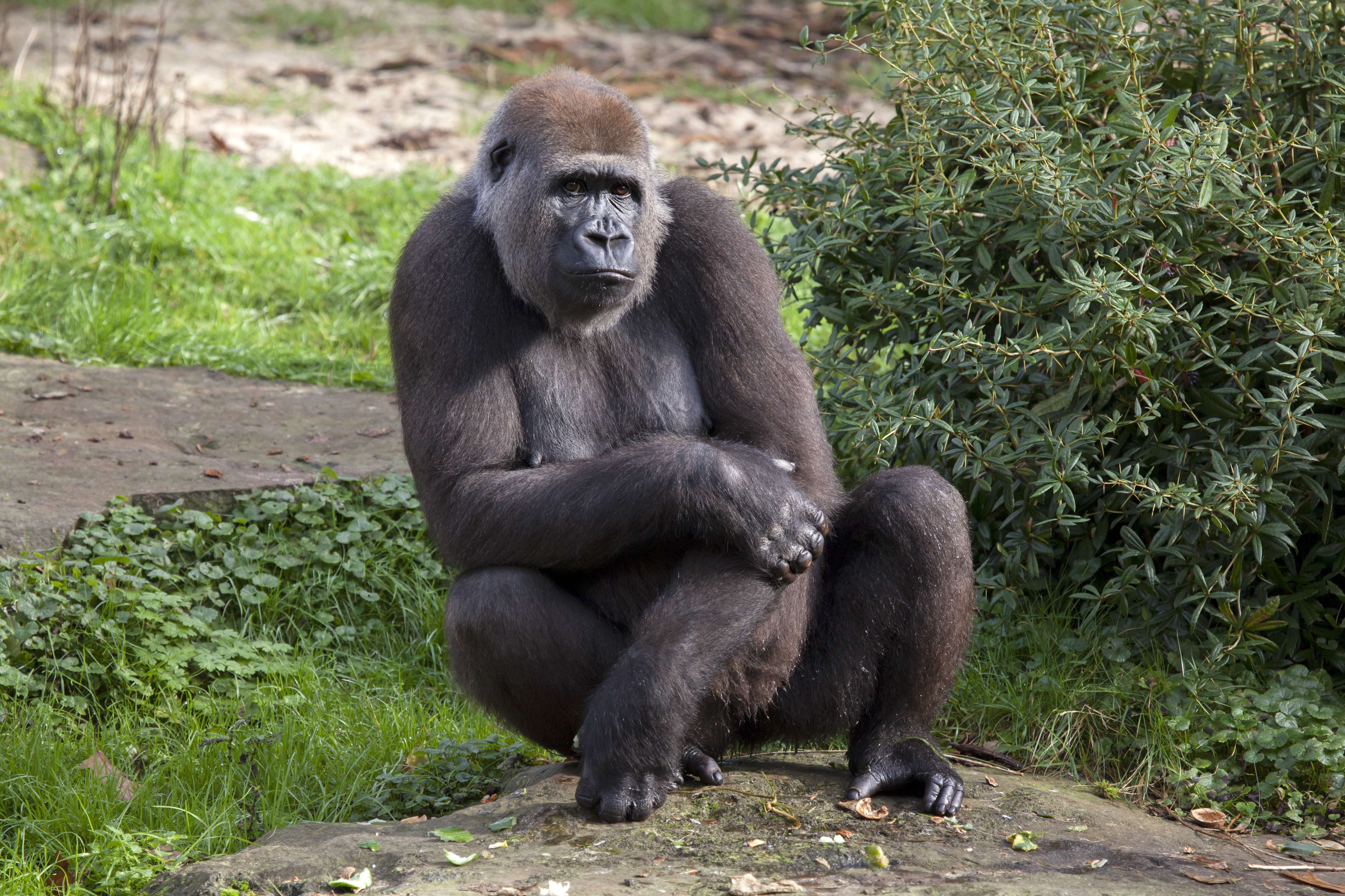  Regenstein Center for African Apes