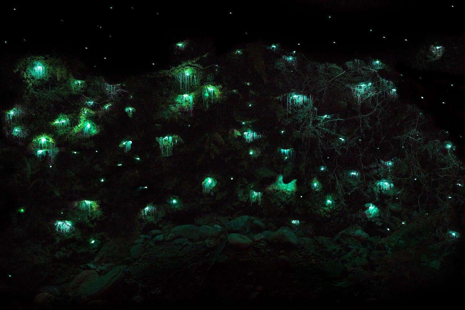 Hokitika Glow Worm Dell