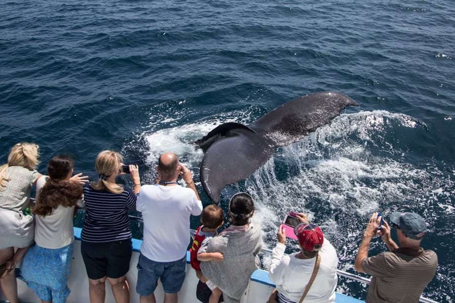 Feel the thrills on a whale-watching cruise