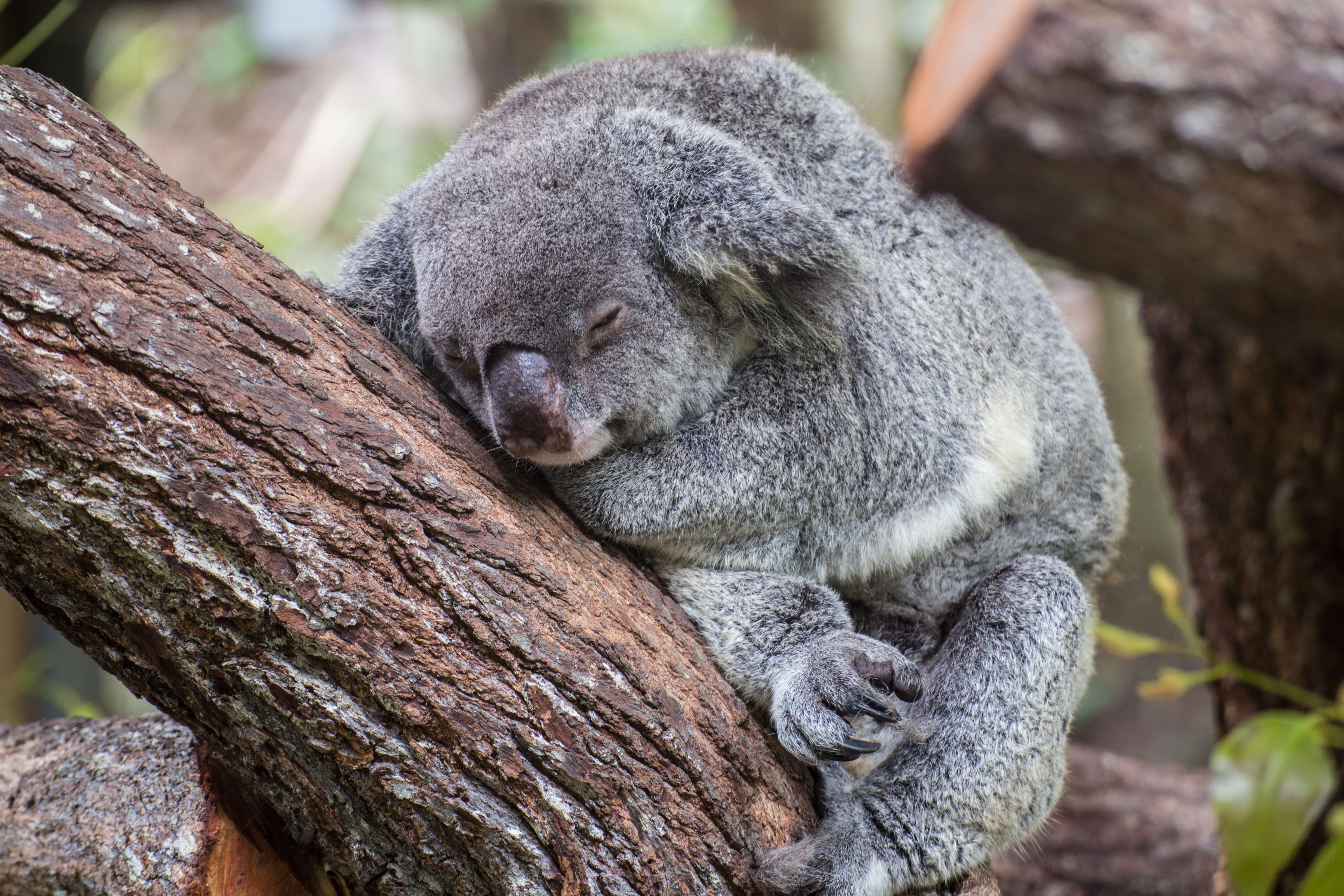 Visit Kuranda Koala Gardens
