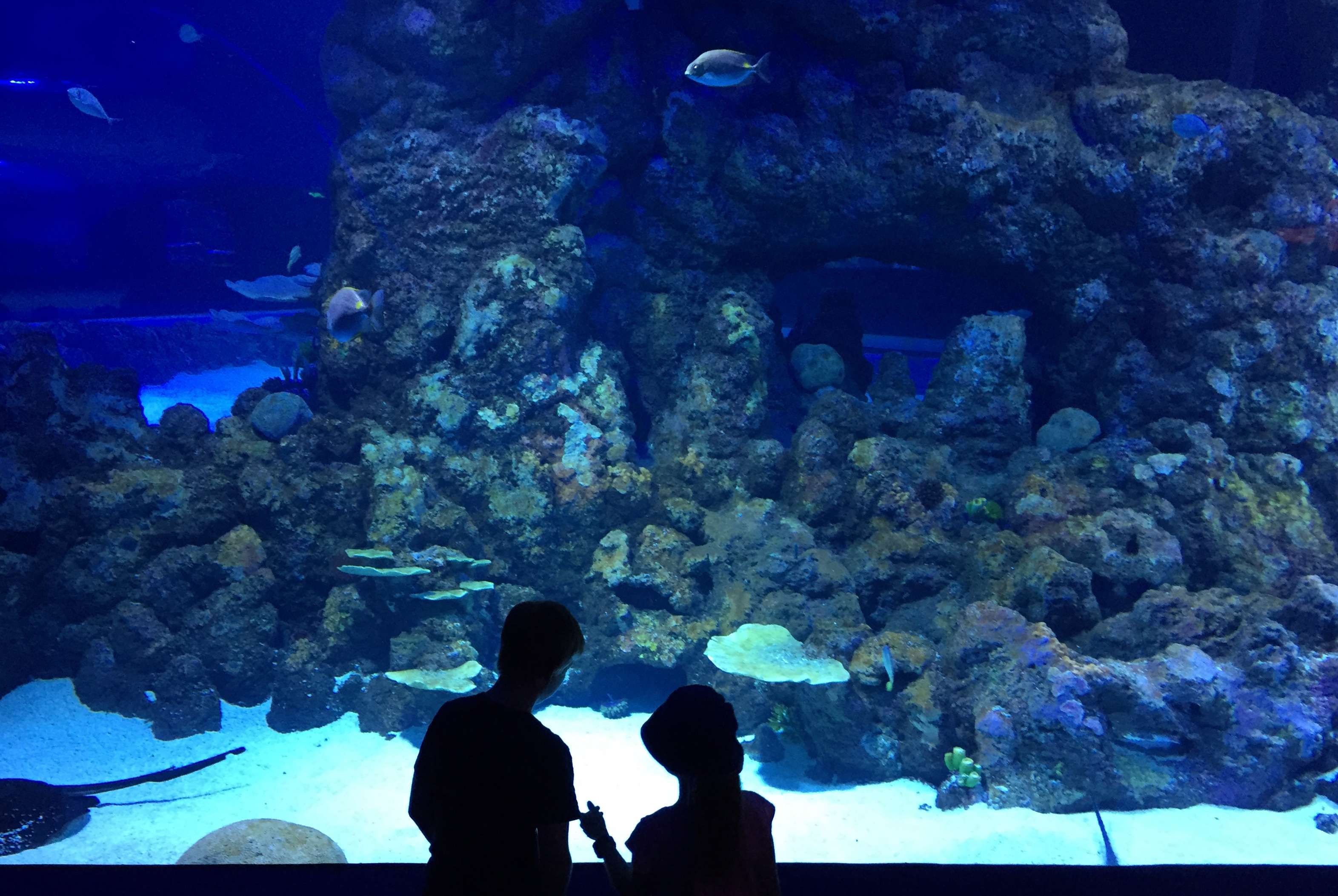 Meet Diverse Marine Life at Cairns Aquarium