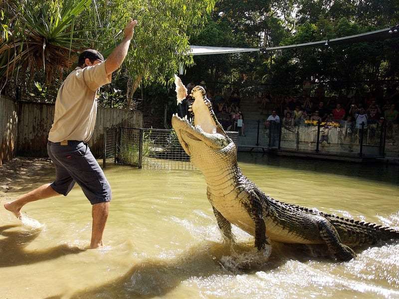 Visit Hartley's Crocodile Adventures