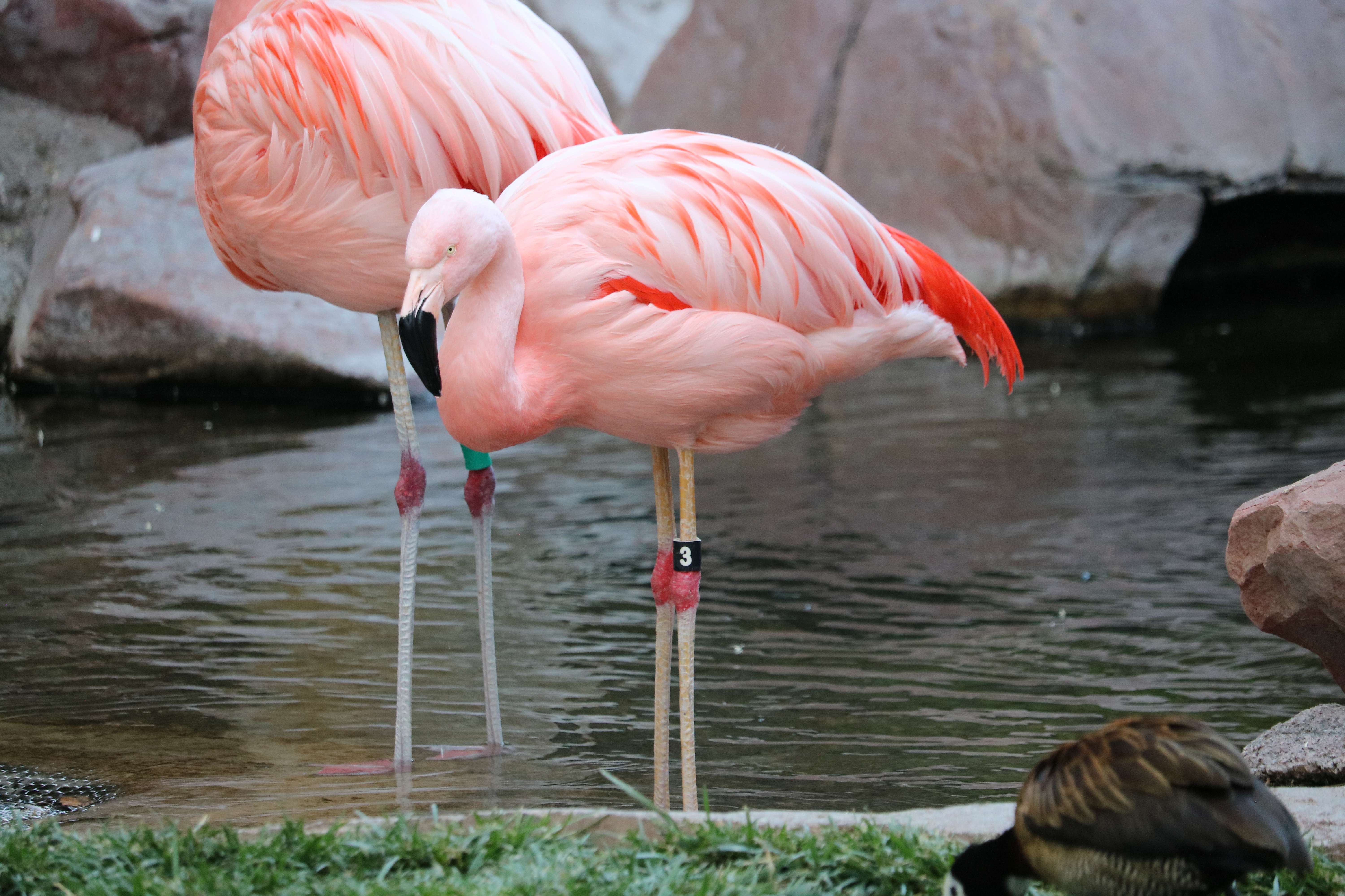 Flamingo Wildlife Habitat